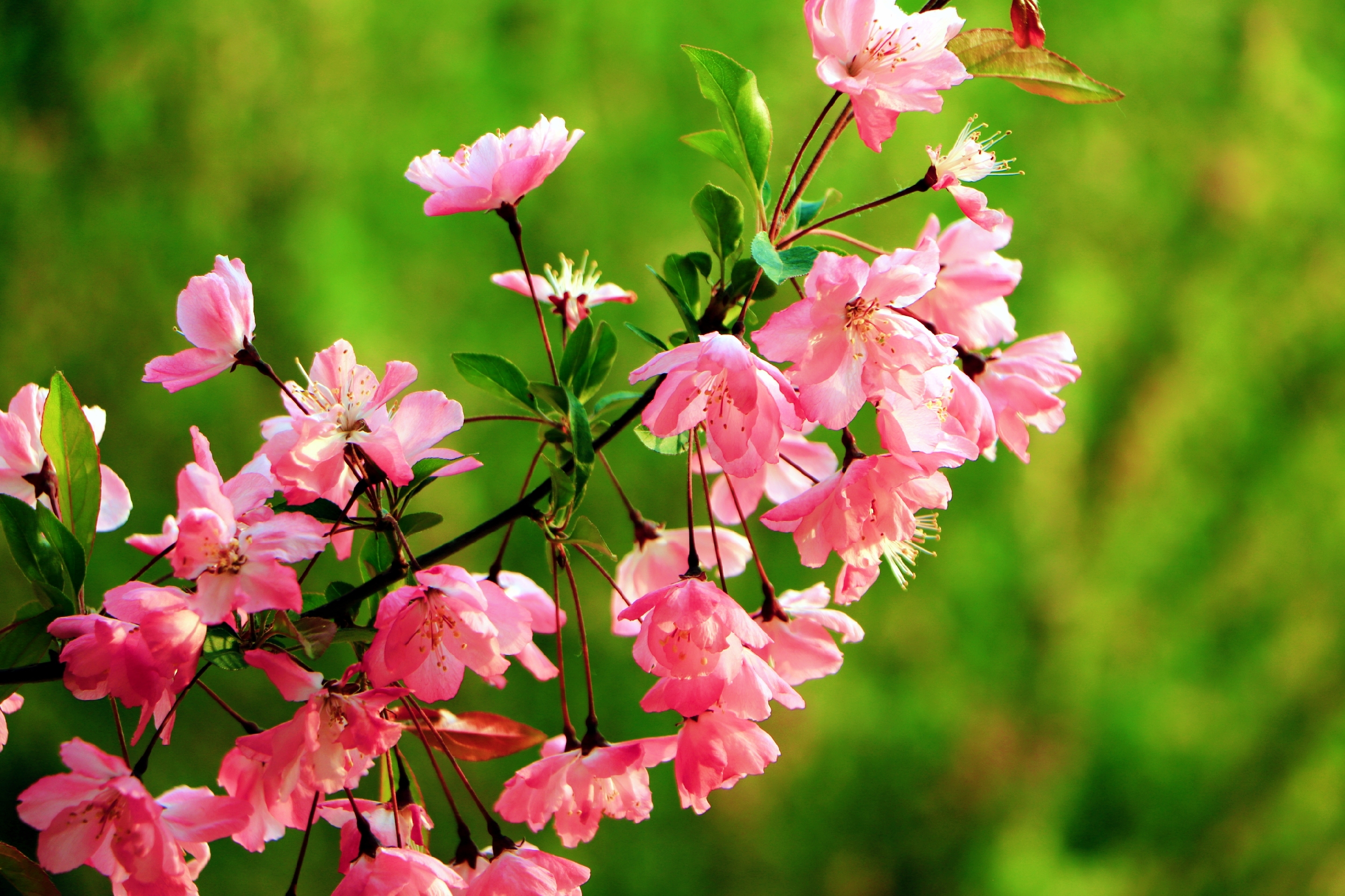 春天十种最美的花图片图片