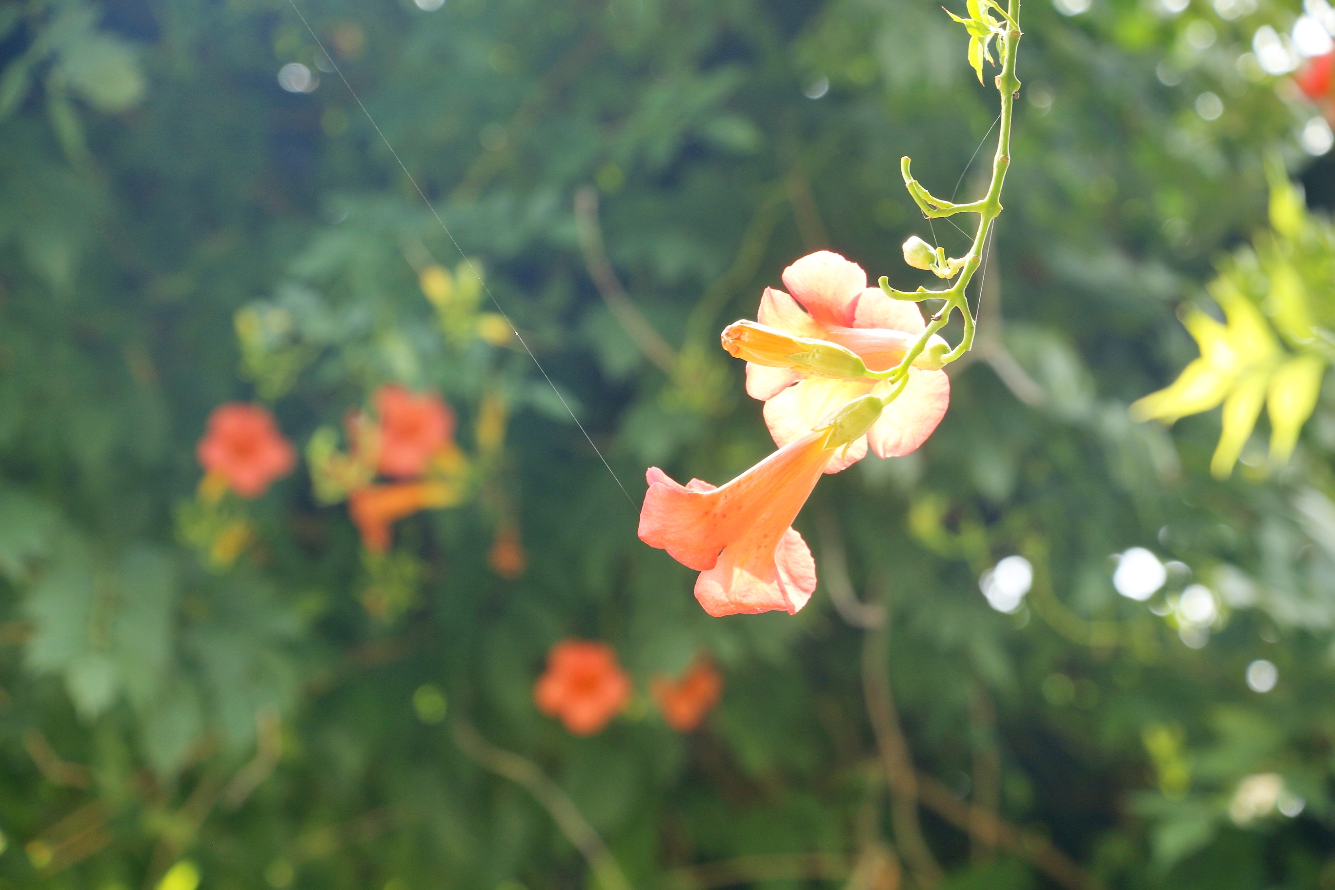 凌霄長廊葉碧花紅