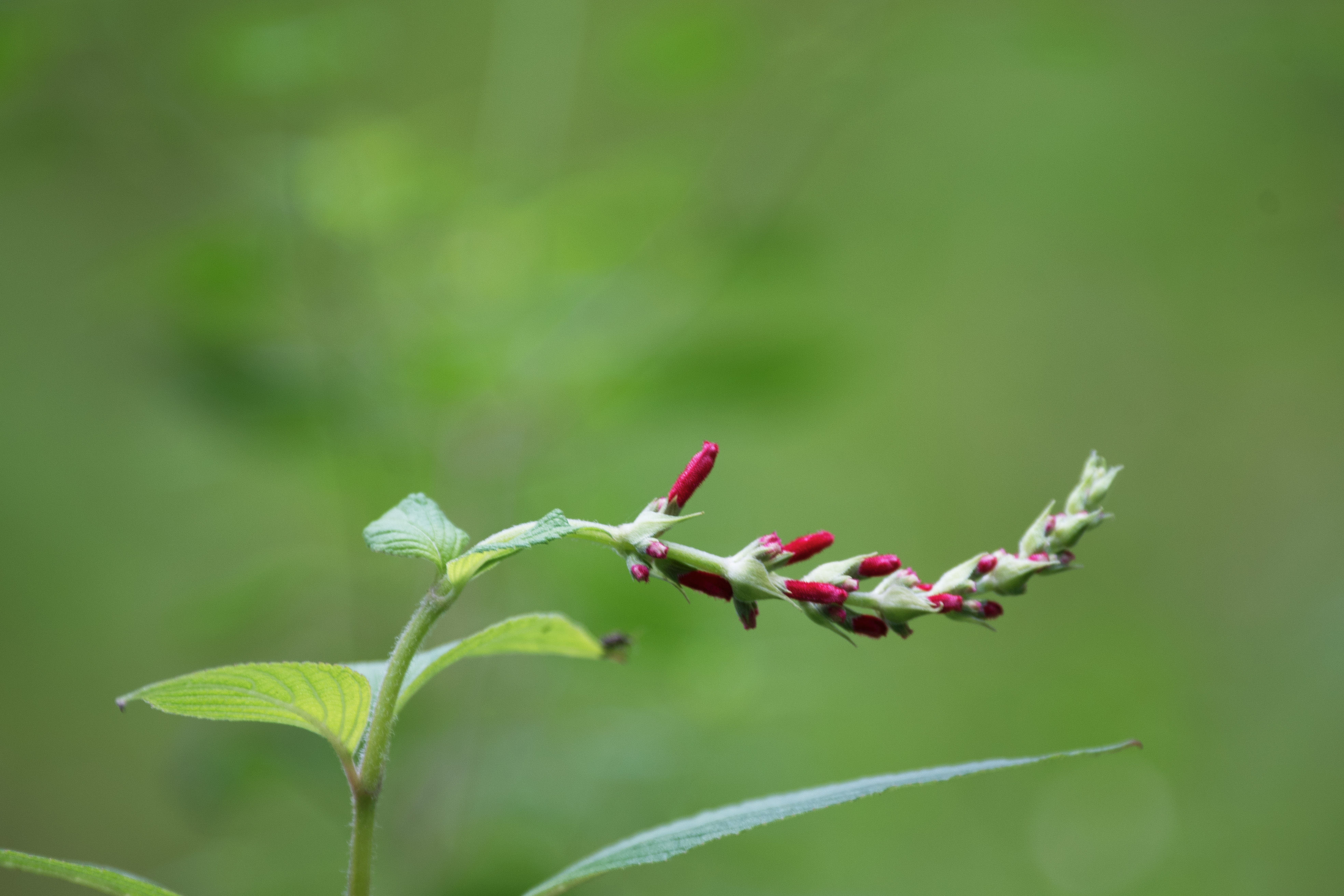 凤梨鼠尾草首发
