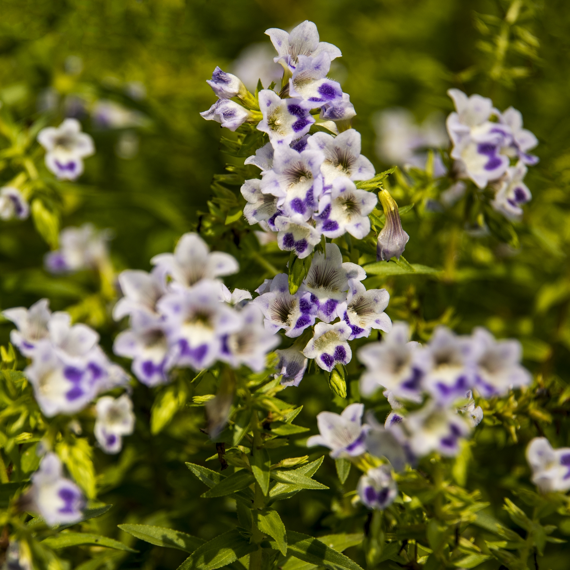大尾石龙花首发