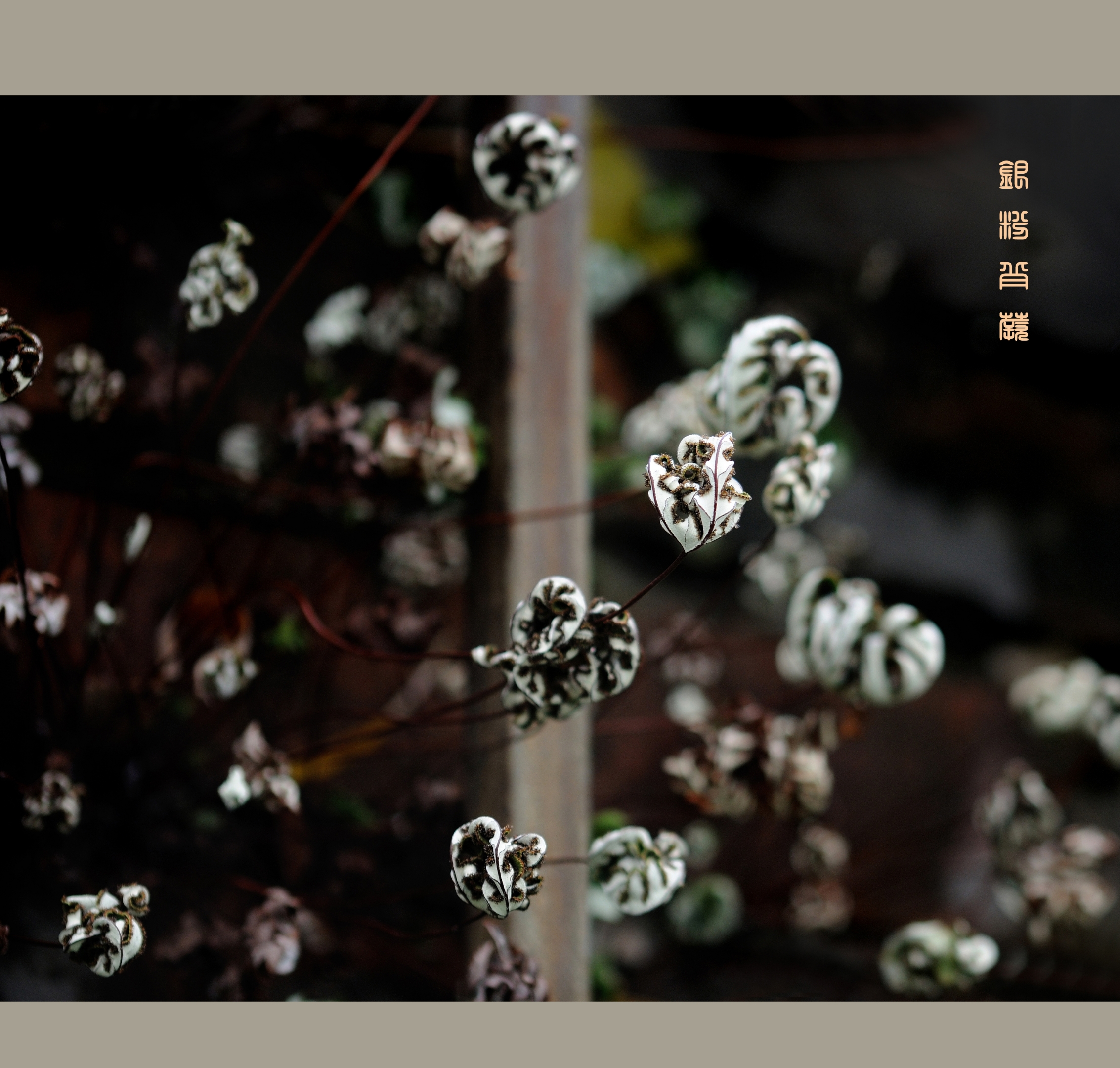 首发小巧玲珑的银粉背蕨