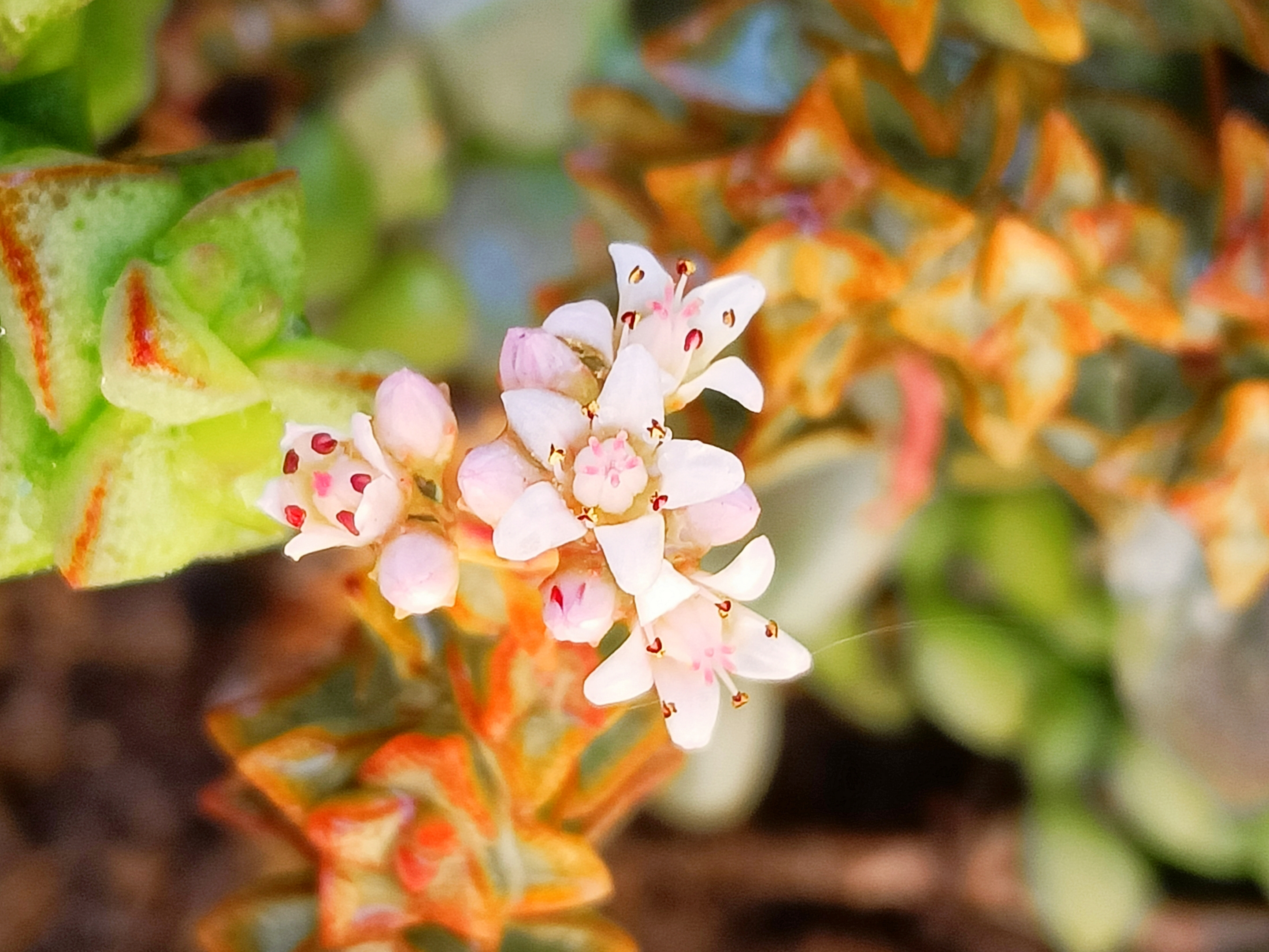 小米星开花了首发