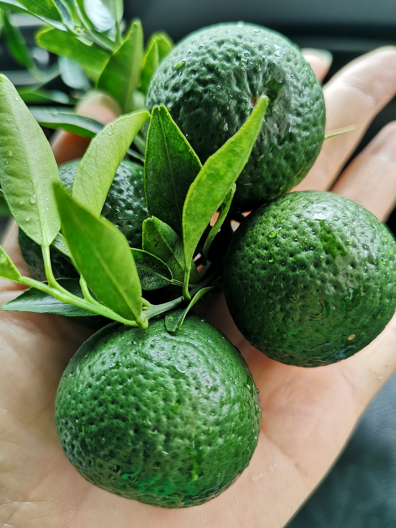 七月头采小青柑,盛夏的馈赠!七月初始果～令你一见钟情～恋恋不忘