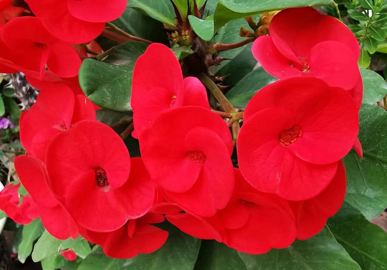 首发铁海棠红色虎刺梅