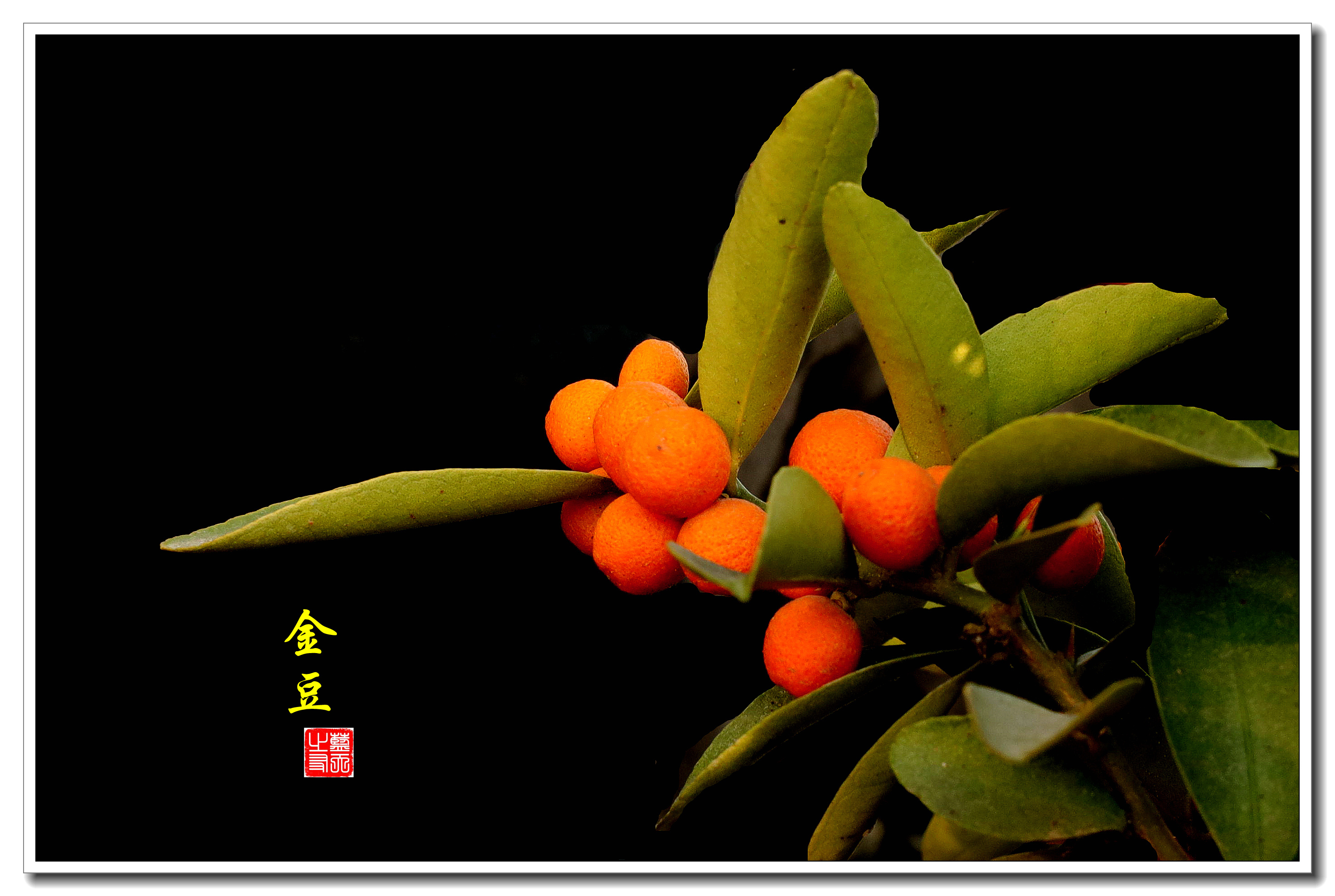 【首发】红灿灿的金豆