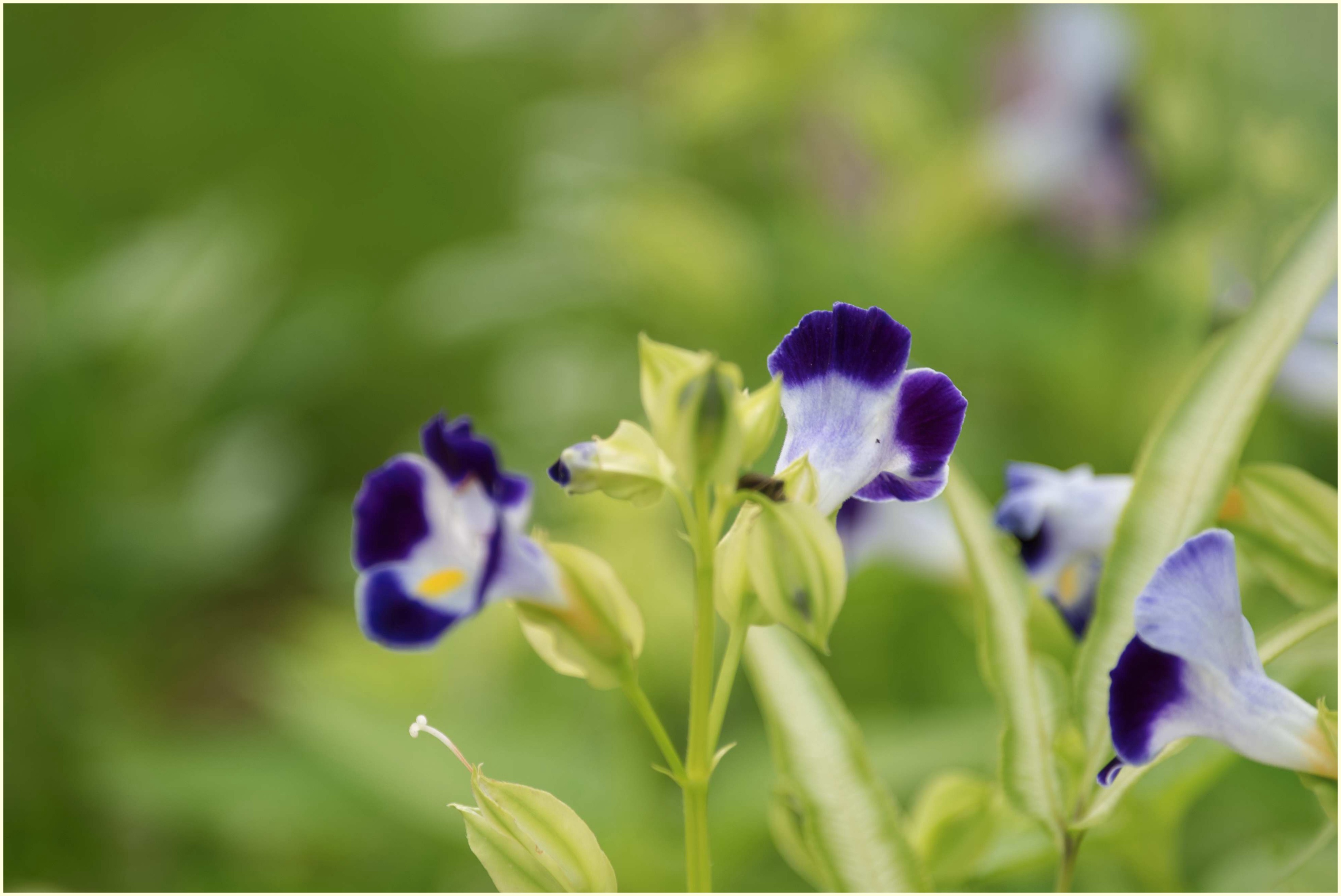 娇俏可爱夏堇花