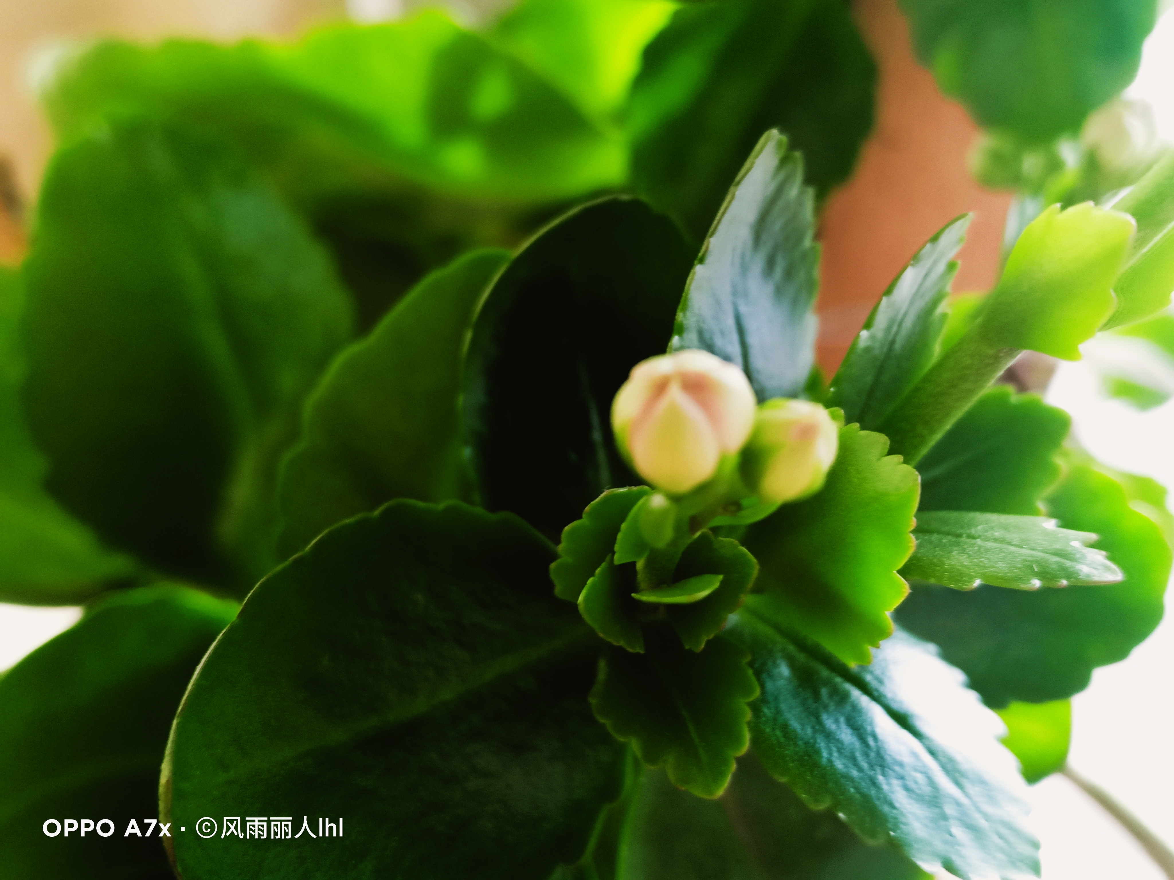 冬日里阳光下的花蕾