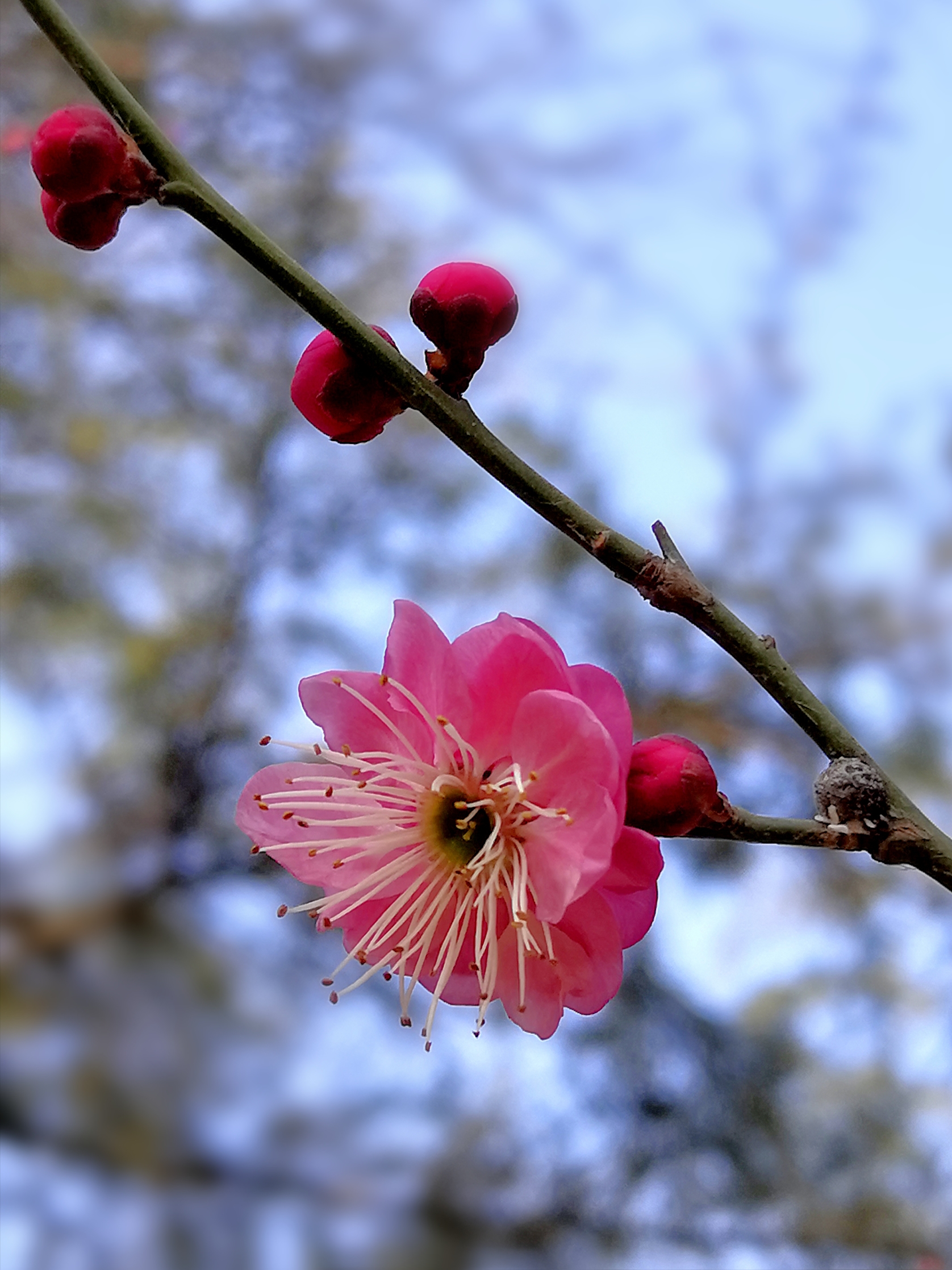 红梅花开迎春来图片