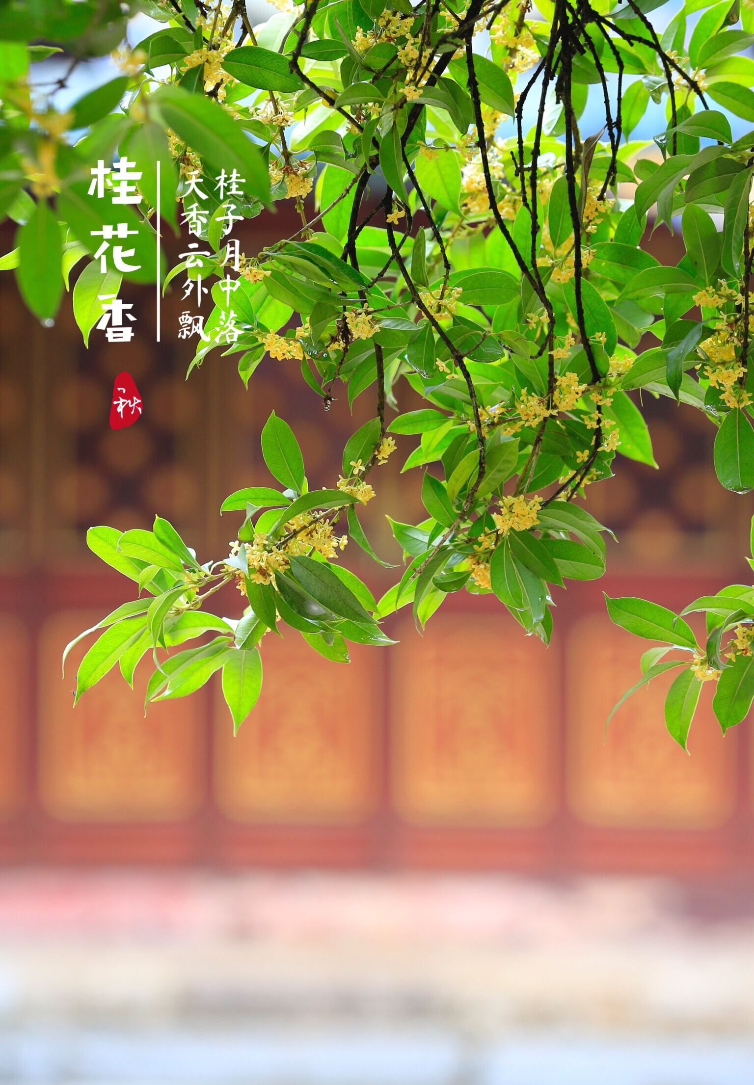 桂花香首发