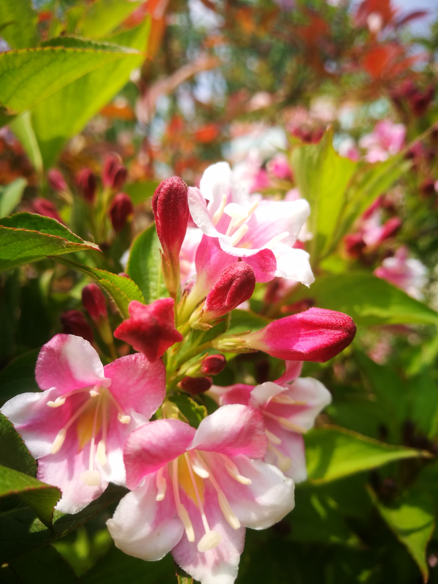 【锦带花】花语:前程似锦,绚烂和美丽.