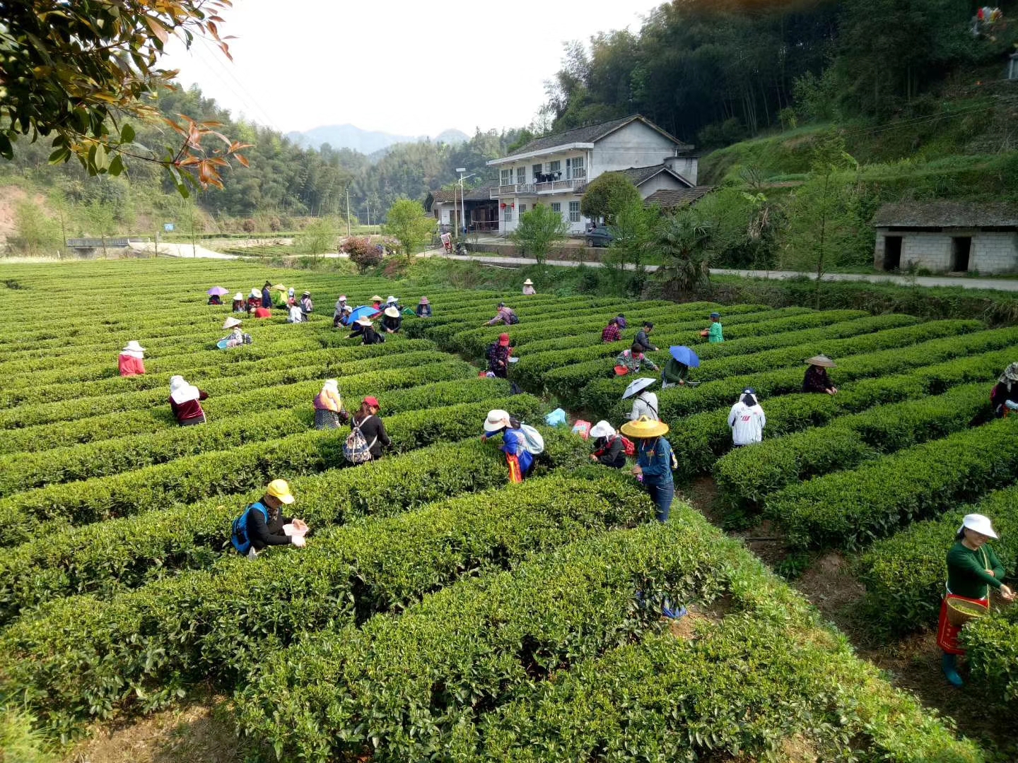 万众瞩目,碣滩茶开采