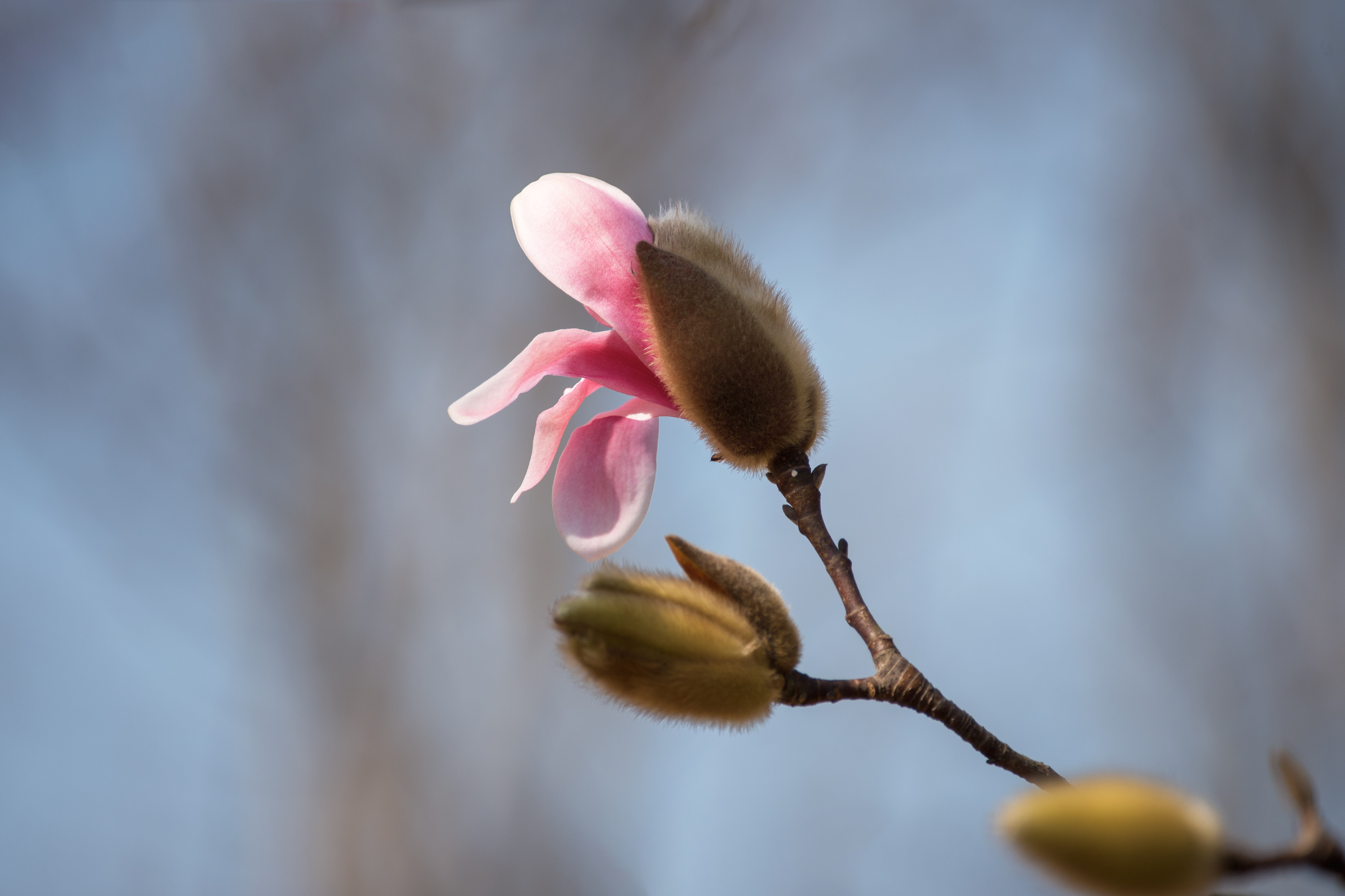 (首发)天堂粉武当玉兰