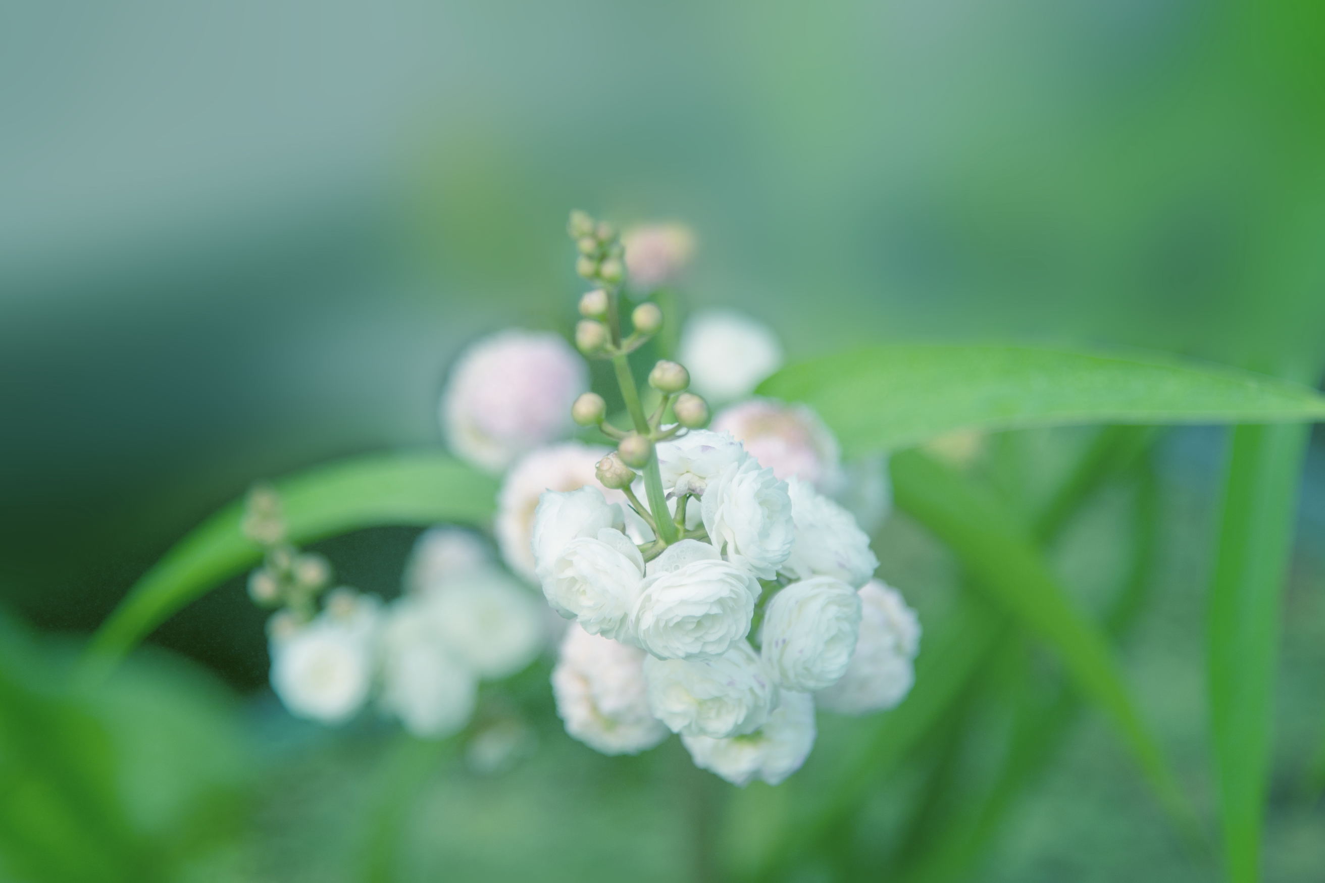 洁白如雪重瓣慈姑花(首发)