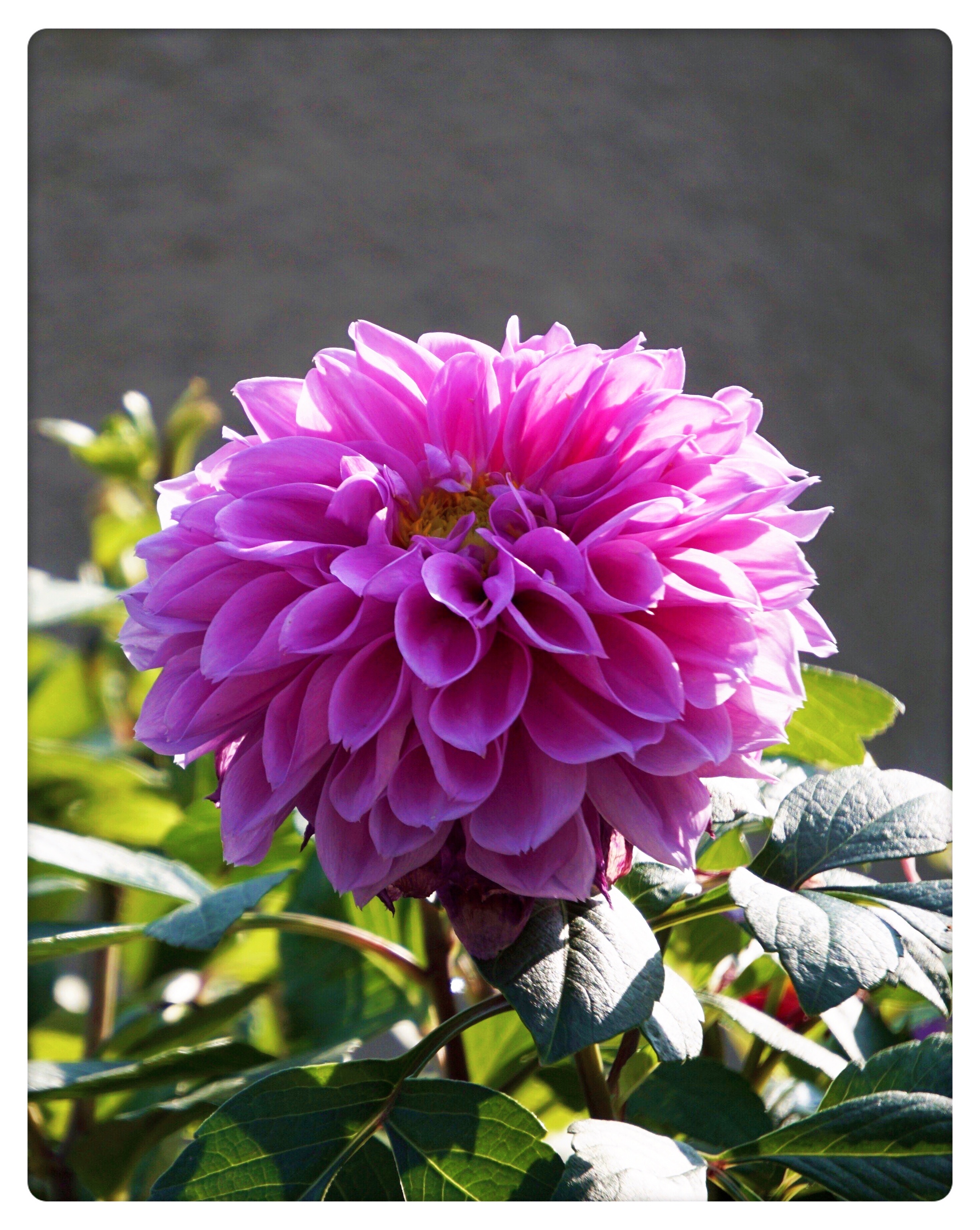 祝福生活美满幸福的大丽花首发