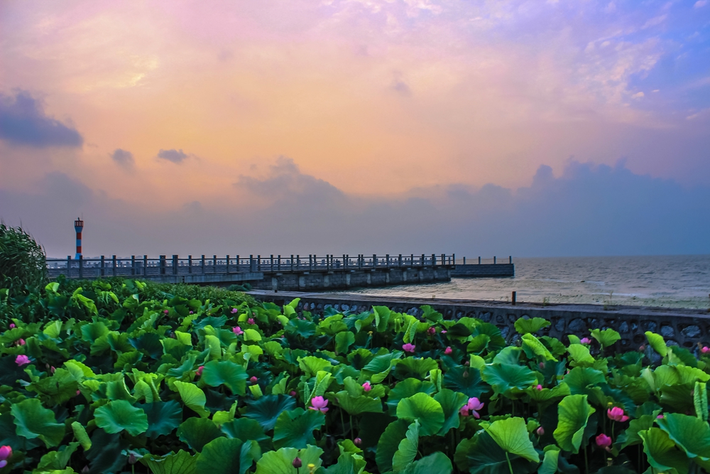 荷花又开放,荷你相约在上海市总工会太湖西山度假村
