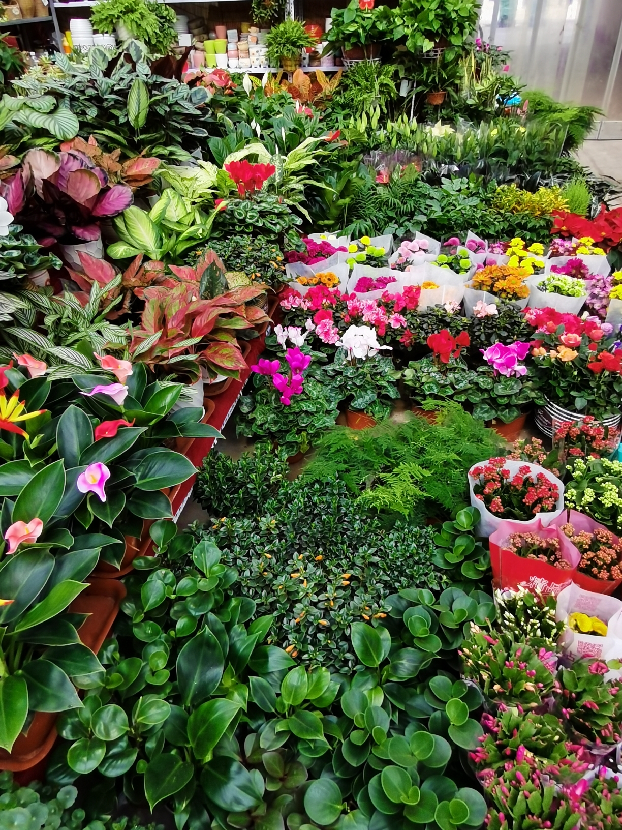 西安市长乐花卉市场掠影