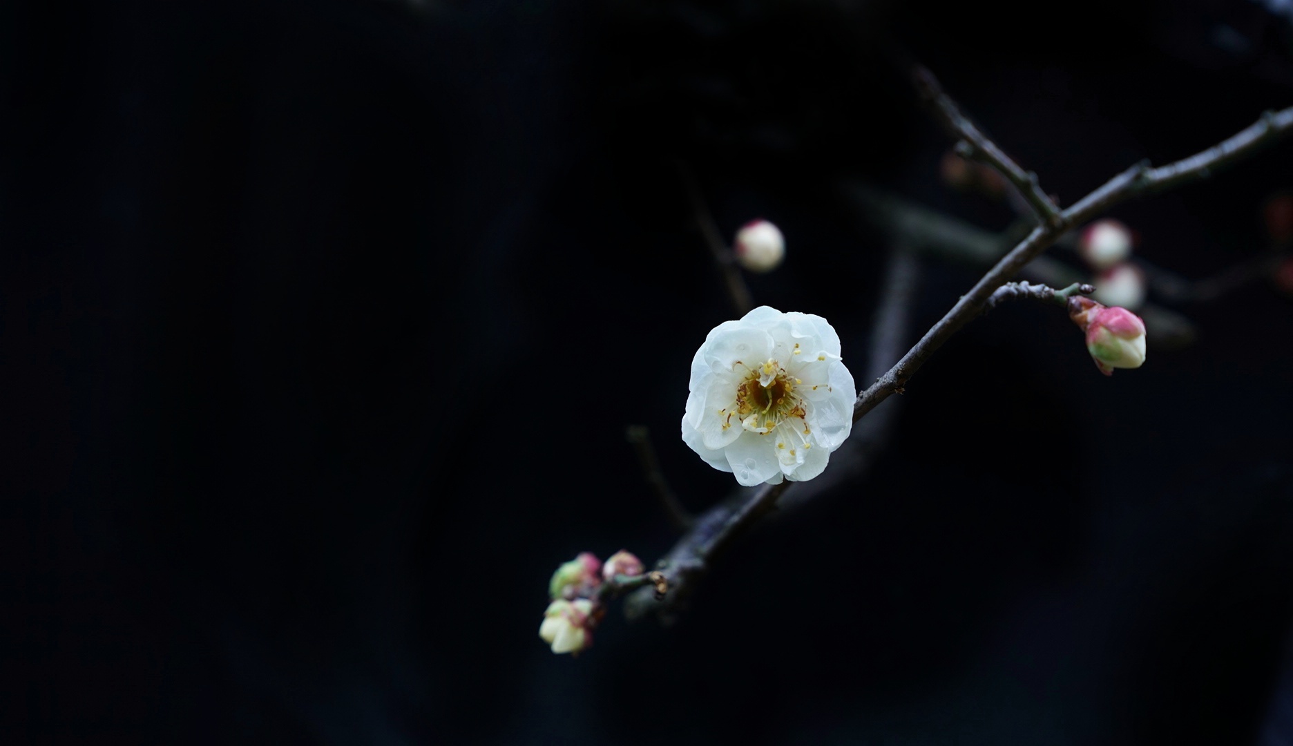 首发一枝梅花迎春来