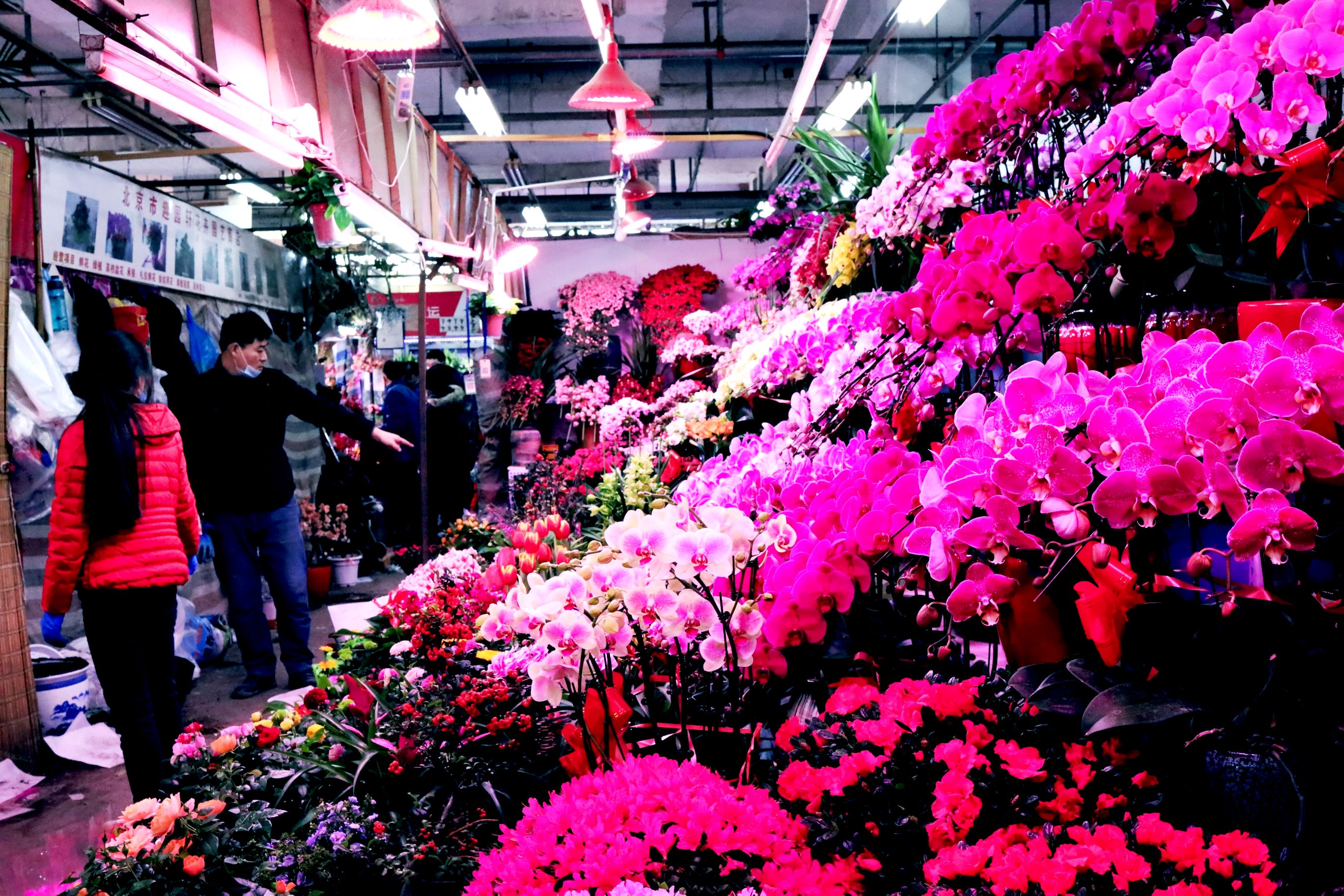 太原花卉市场图片