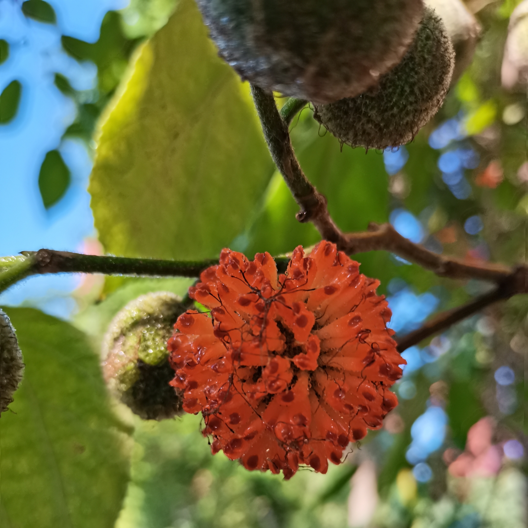 构桃你们见过吗首发