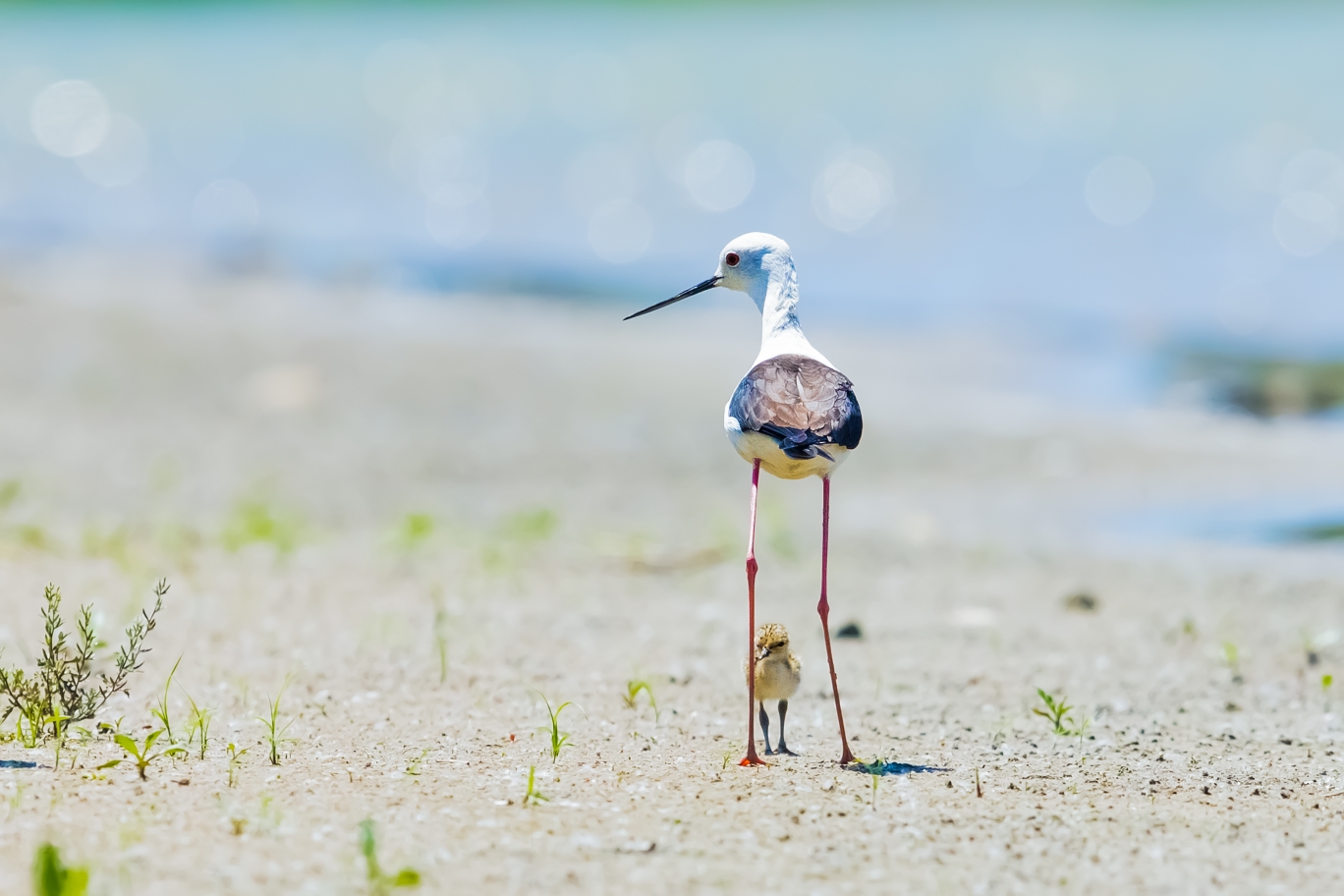 黑翅长脚鹬鸟宝宝的身高不及鸟妈的一节腿高