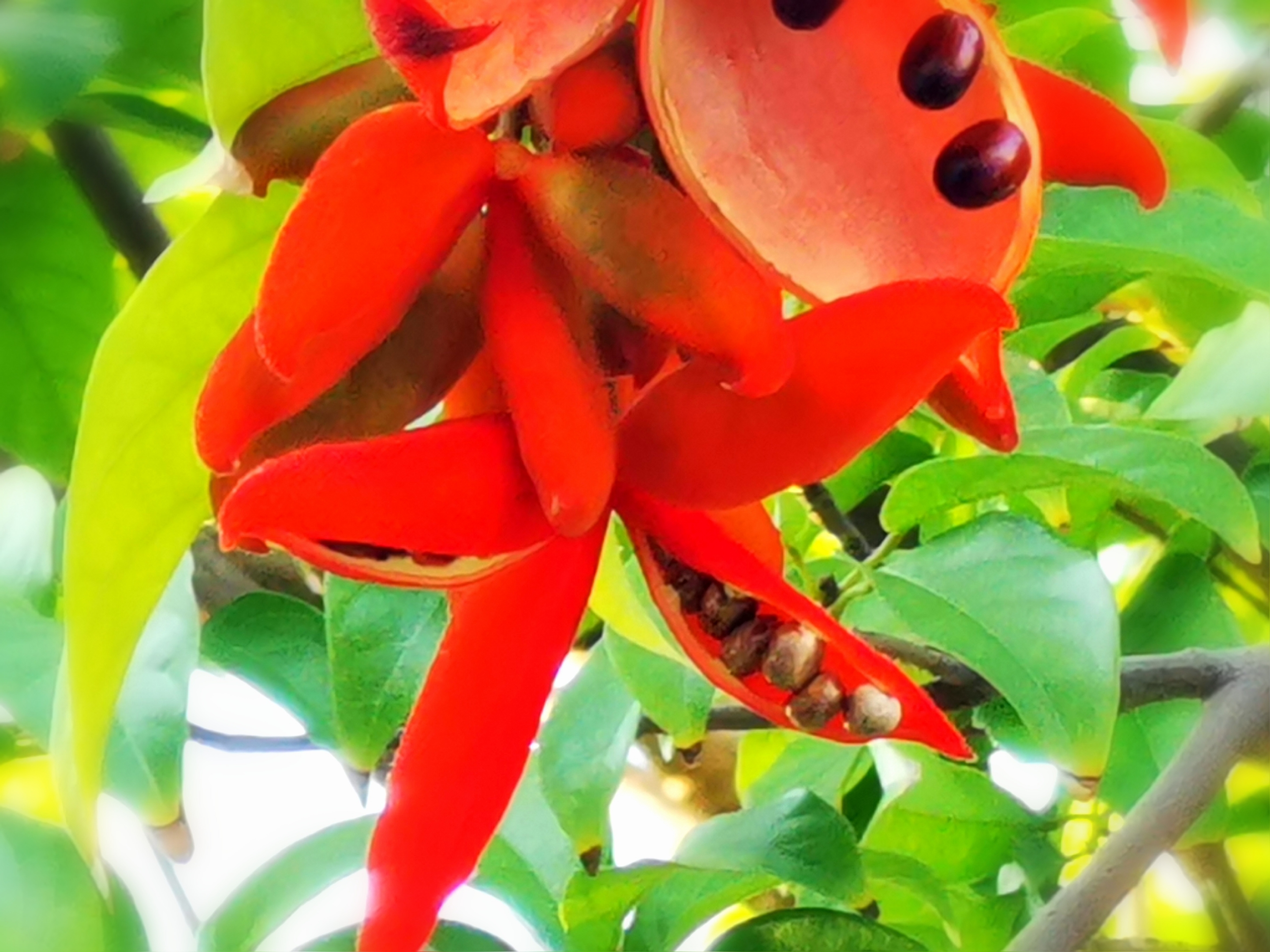 首发红五星黑玛瑙假苹婆