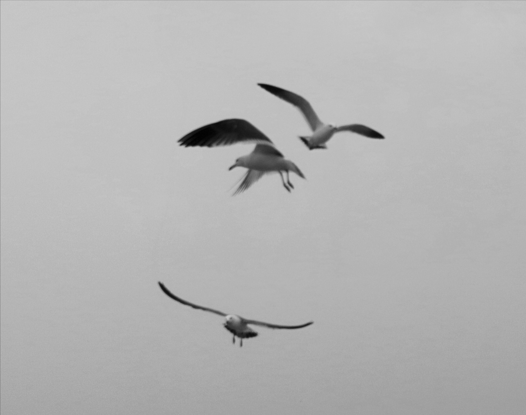 海鸥飞呀飞【黑白摄影原创首发】