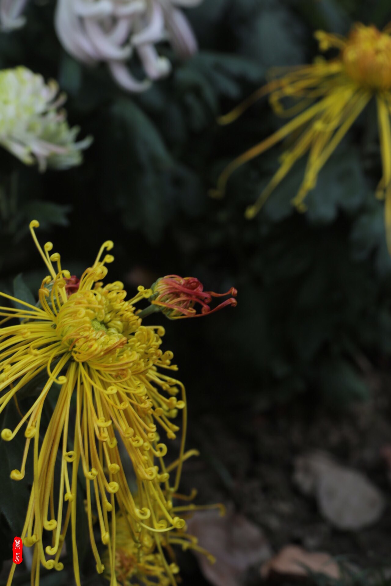 唐代黄巢的《题菊花 飒飒西风满院栽,蕊寒香冷蝶难来.