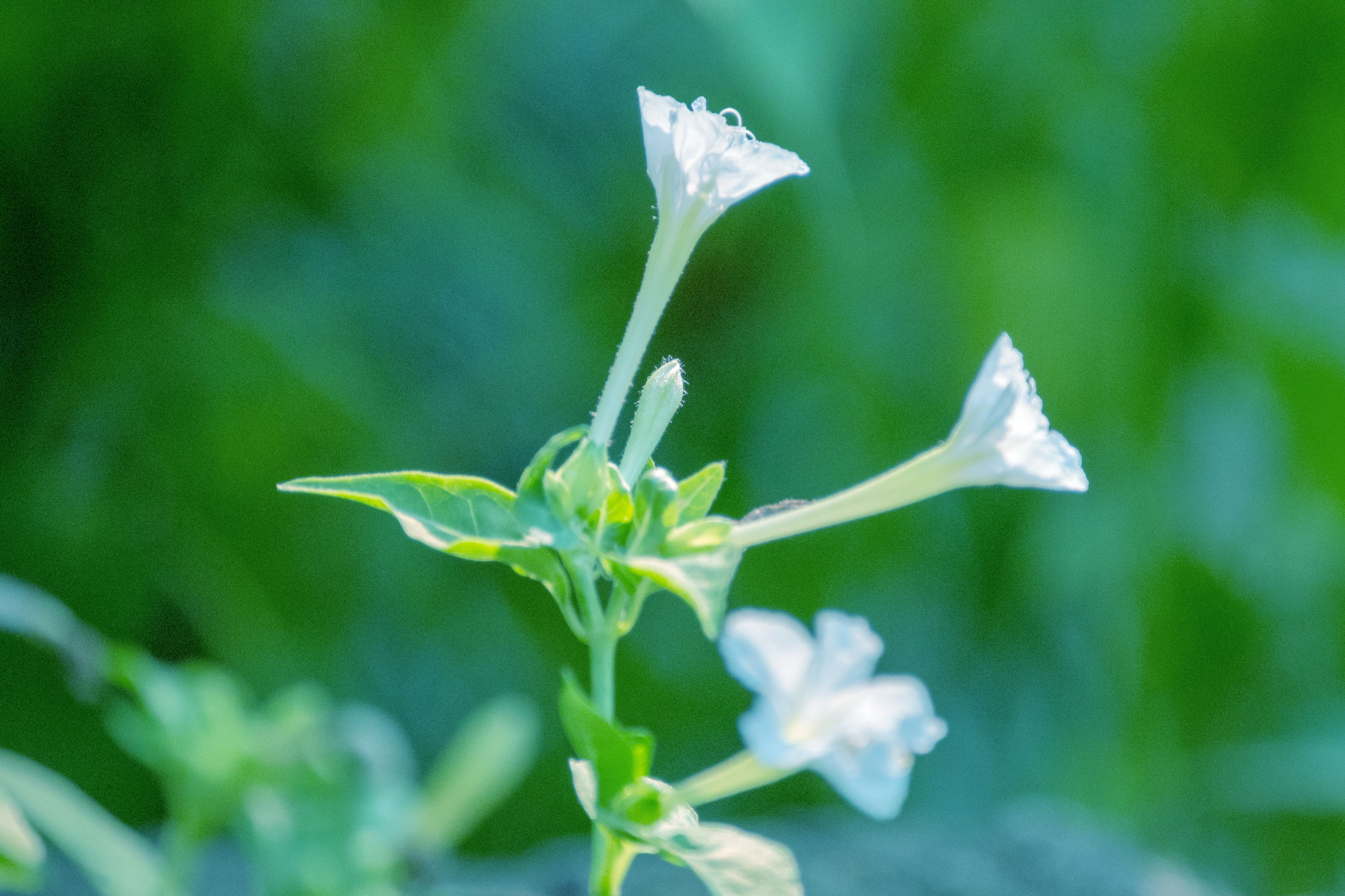 白色紫茉莉(首发)