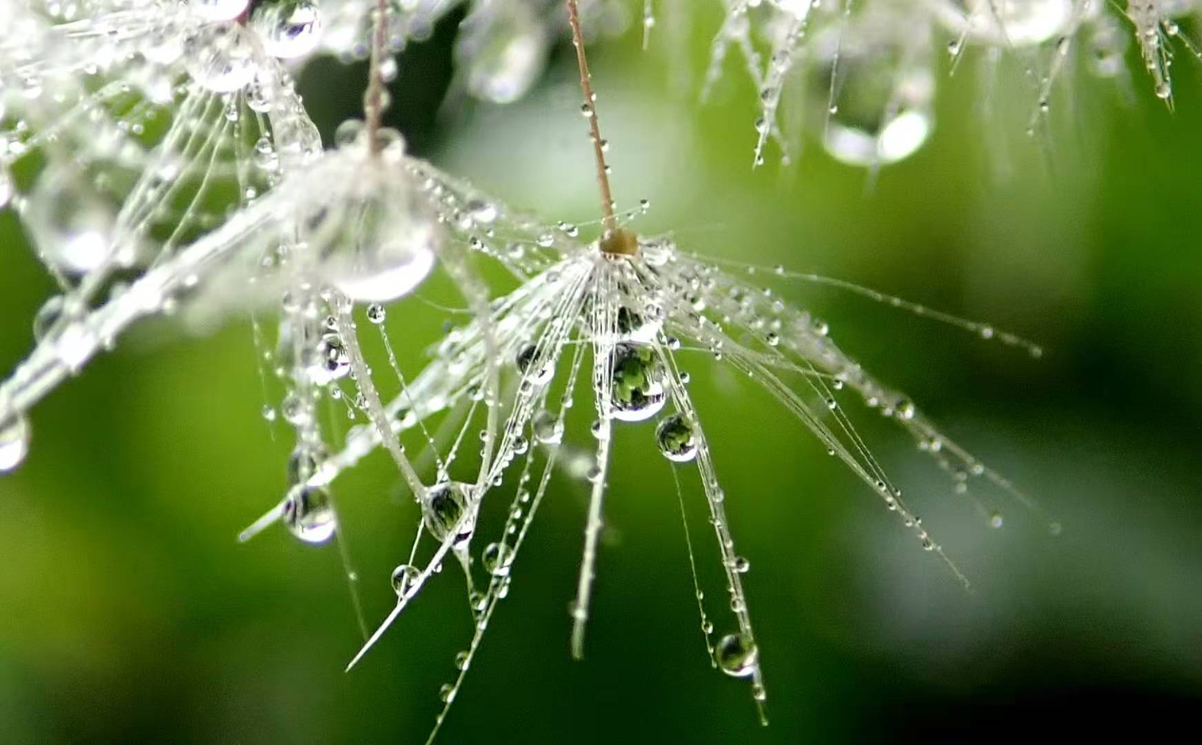 首发微拍雨中蒲公英