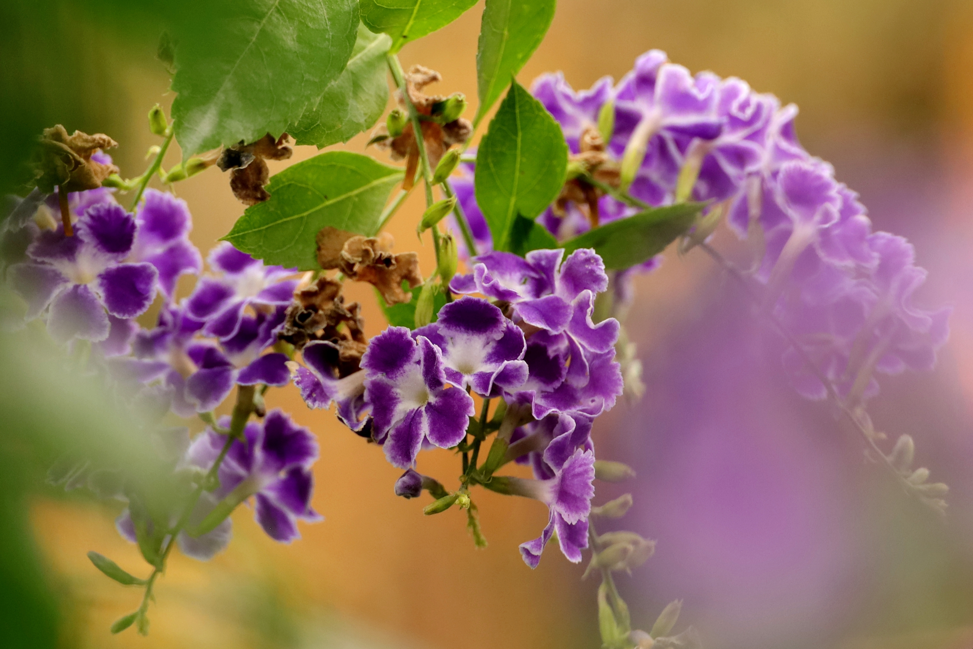 美丽淡雅的假连翘花