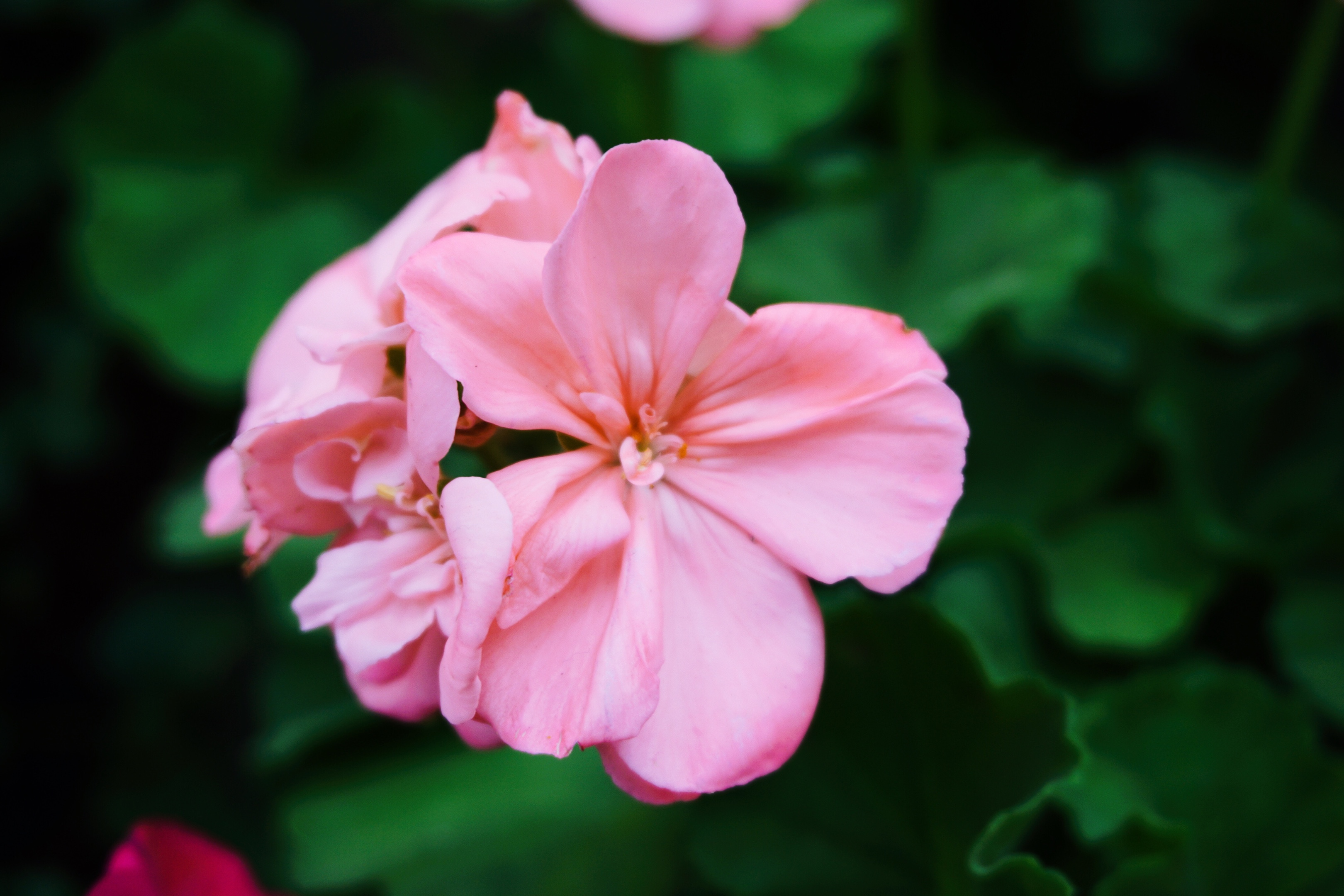 原创首发天竺葵