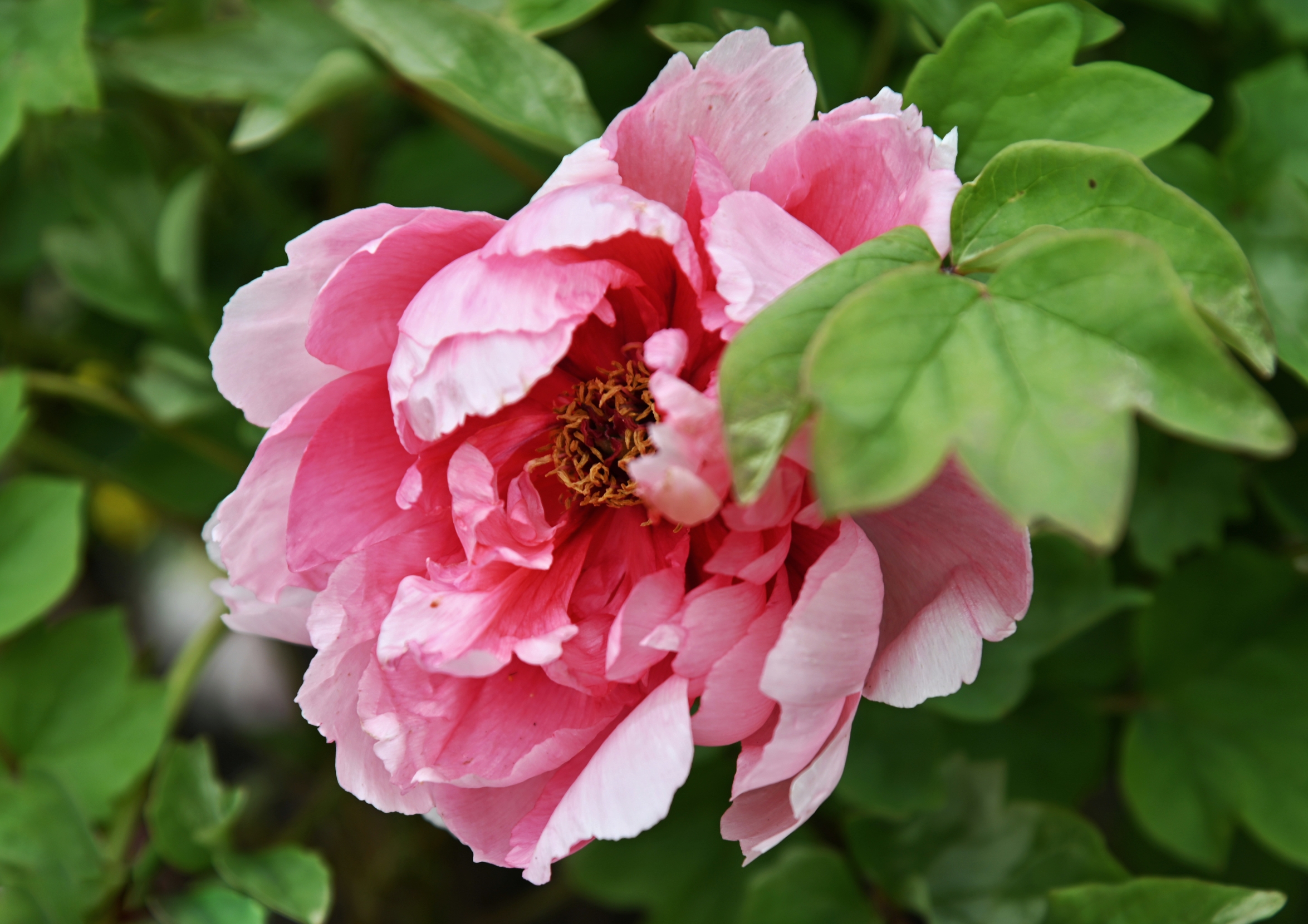 迎日红牡丹花首发