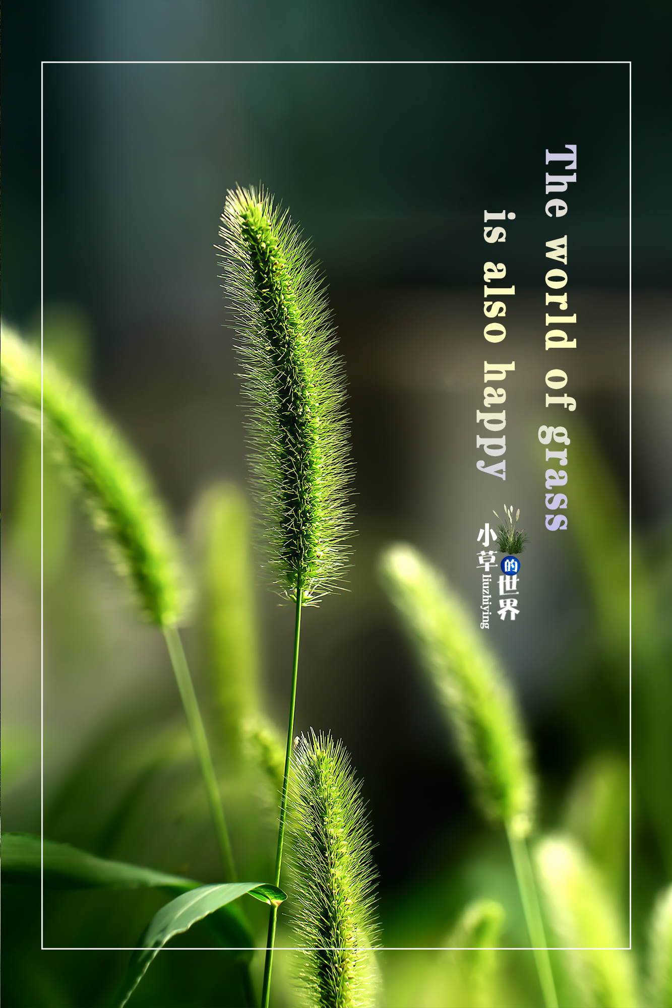 我是一棵快乐的小草
