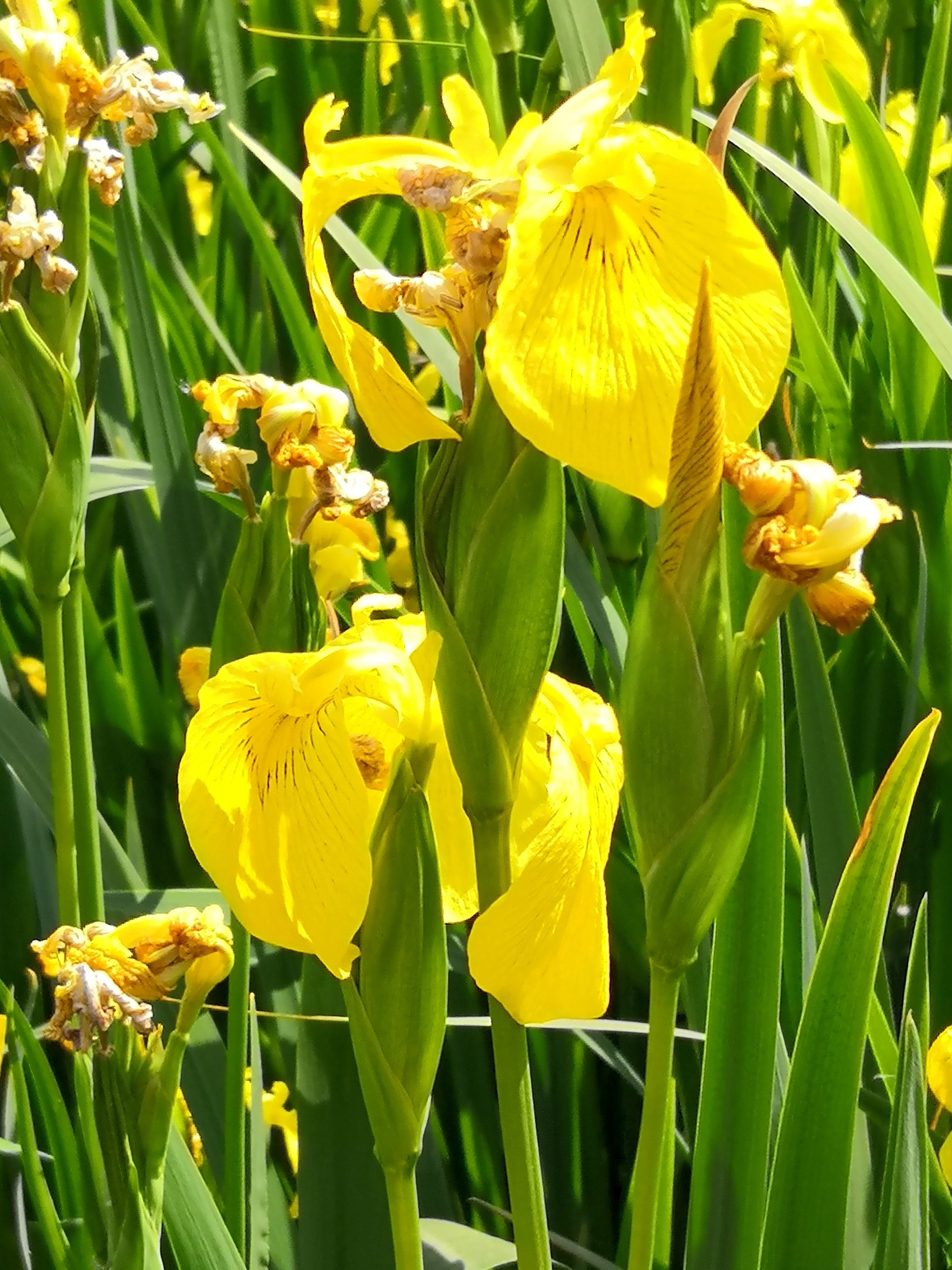 水中仙花黄菖蒲首发