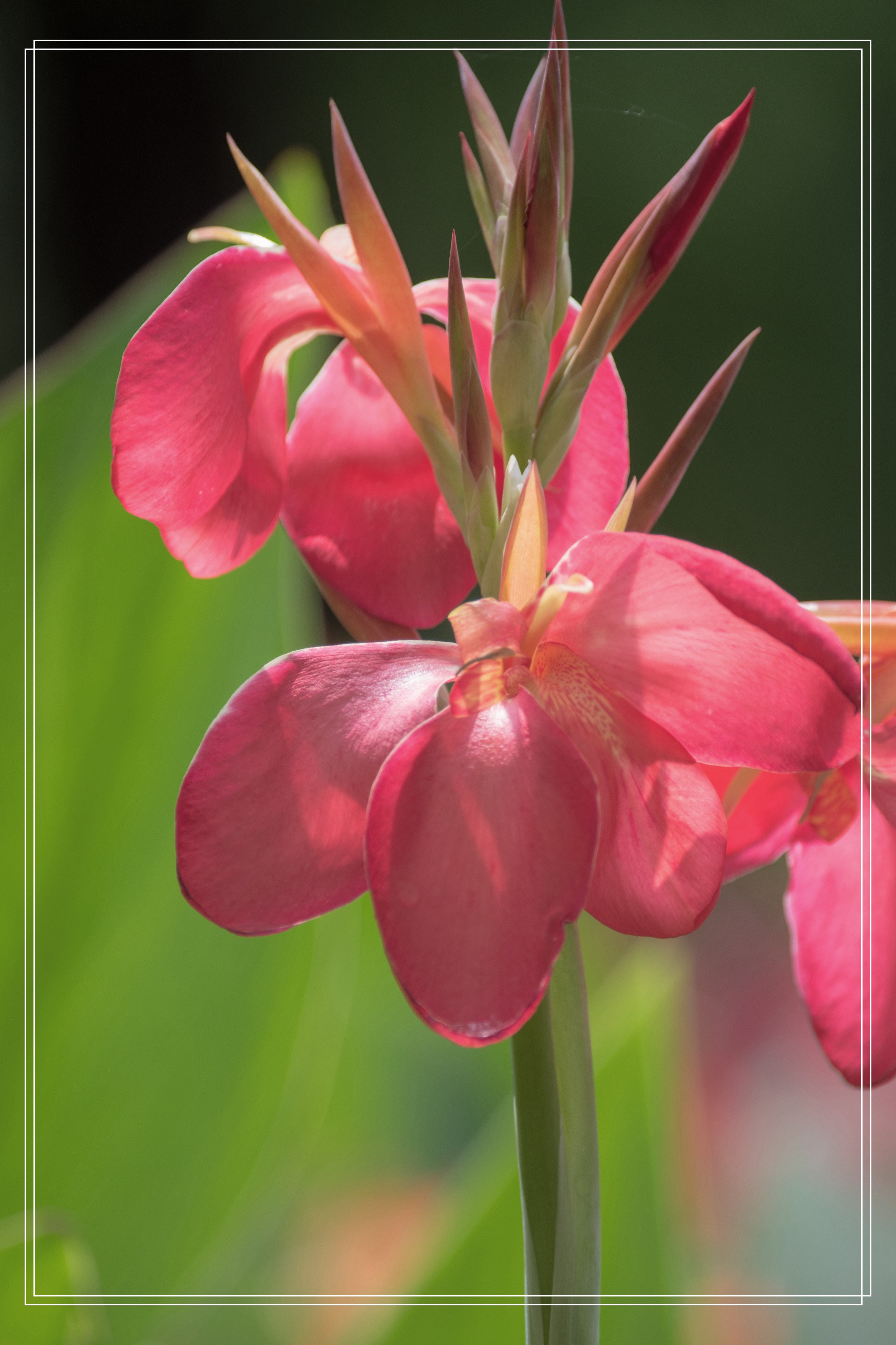 夏来芳艳美人蕉