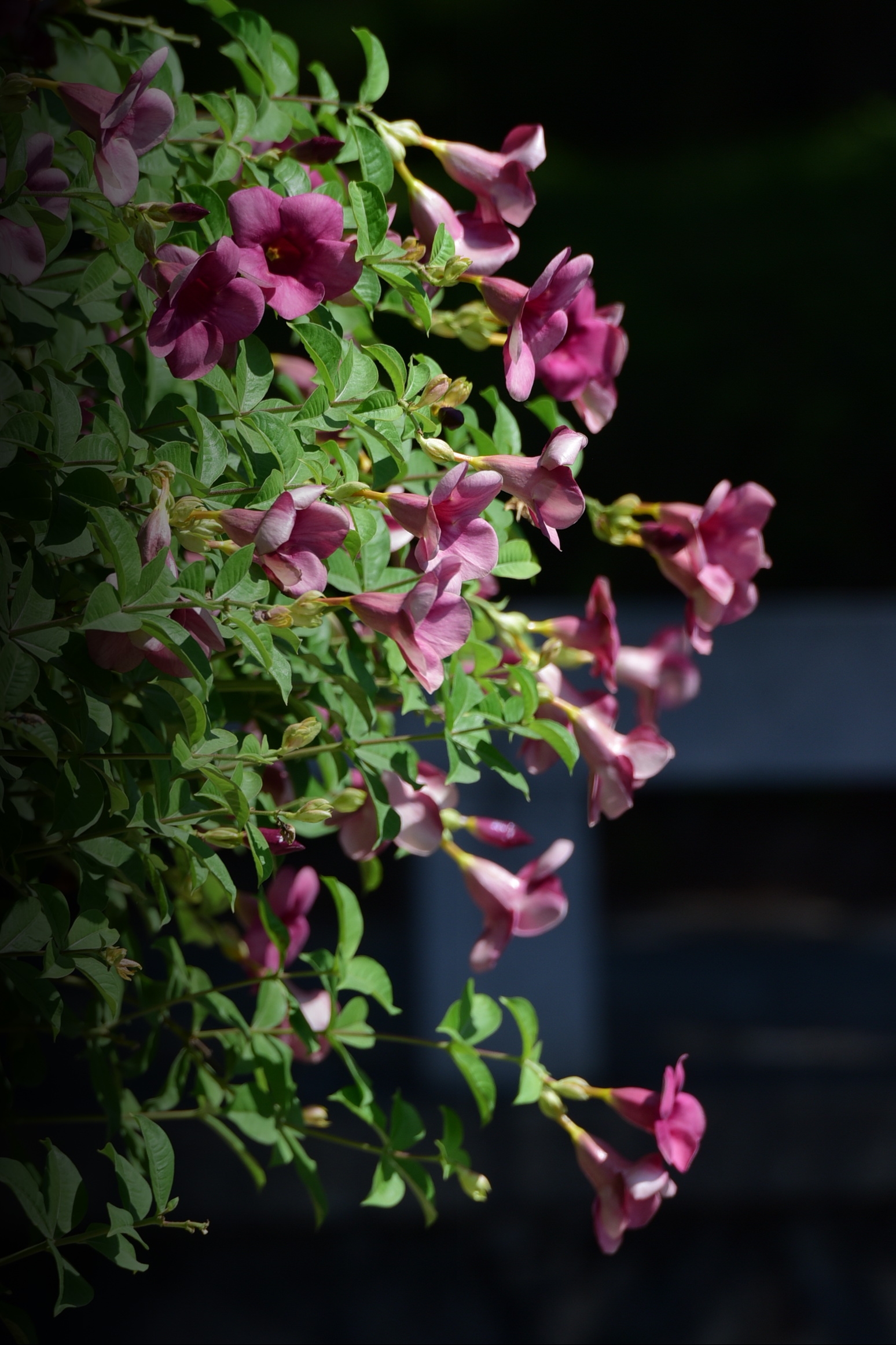 紫蝉花开(首发)
