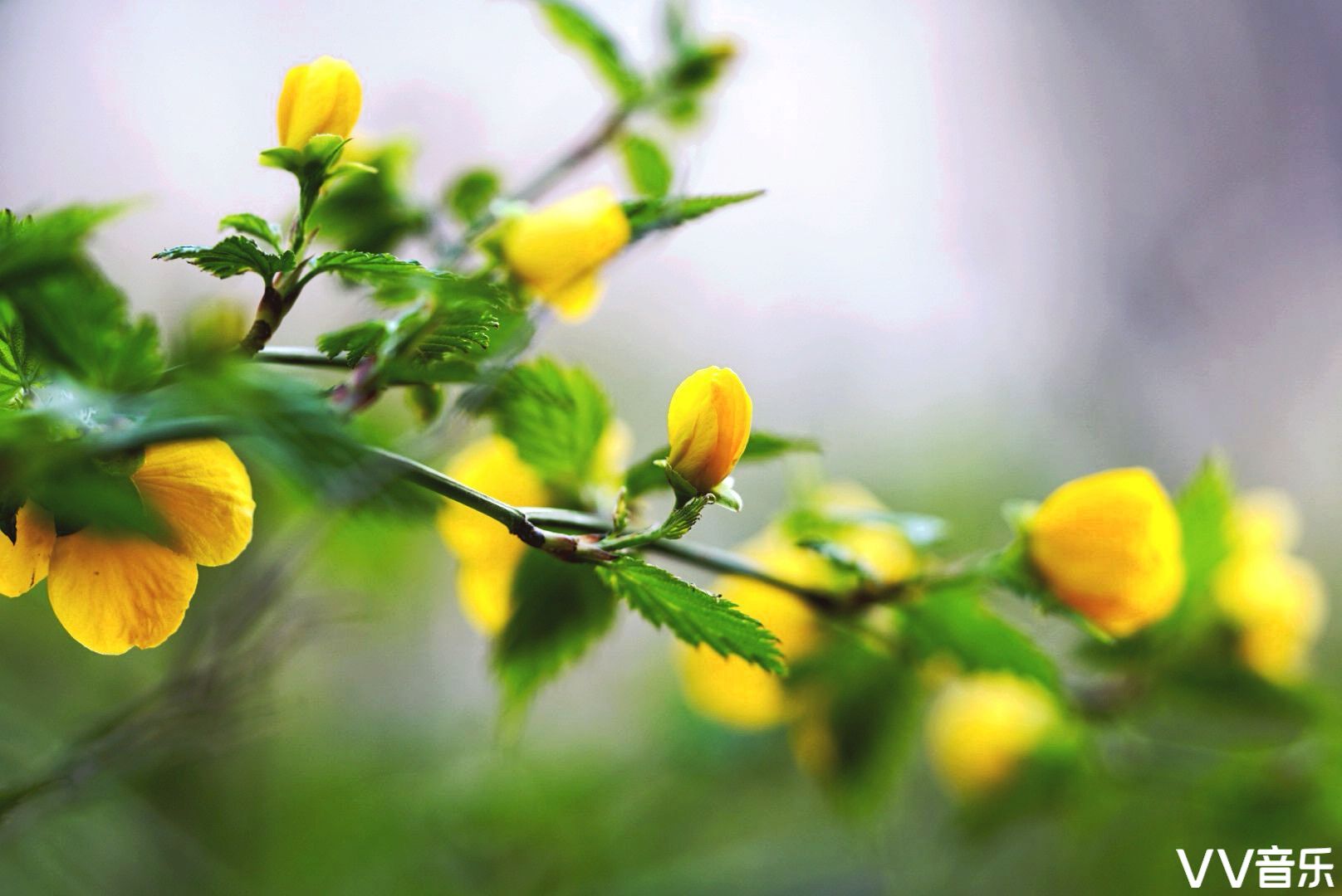 小小隶堂花单瓣儿美丽又风情