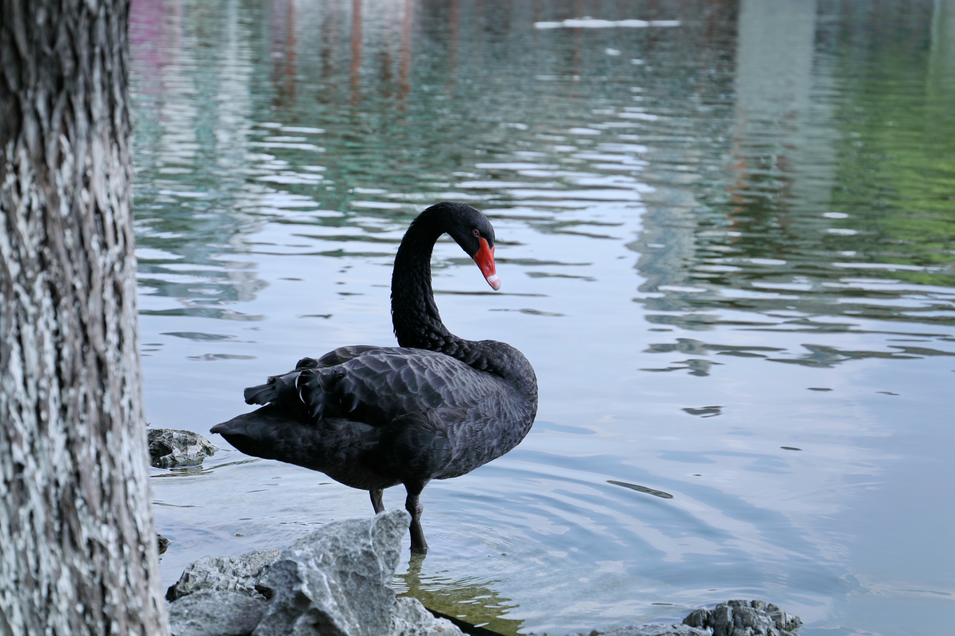 郊外孤独的黑天鹅首发