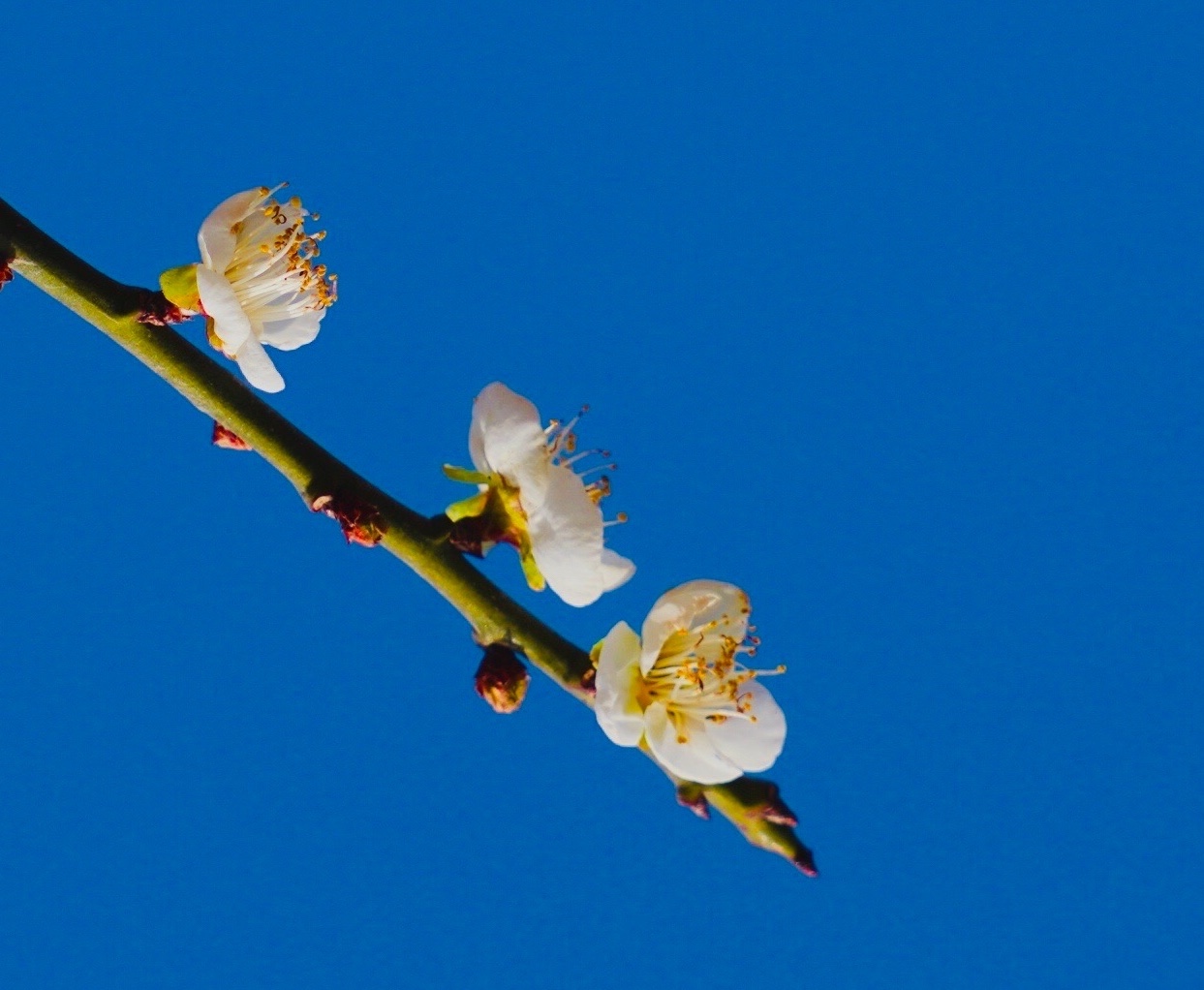【原创首发】蓝天下盛开的梅花