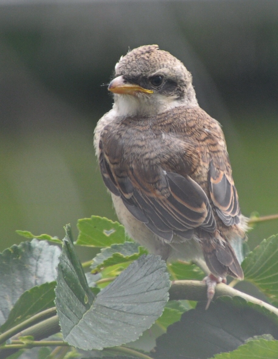 它们的主要特点是嘴形大而强,上嘴先端具钩和缺刻,略似鹰嘴.