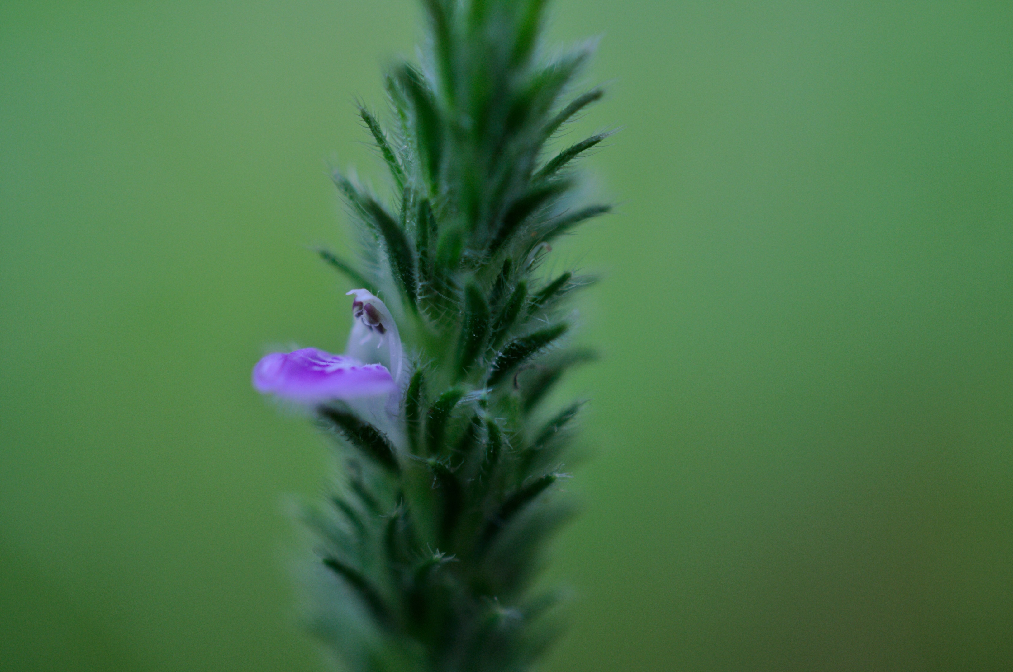 开花的鸡毛掸子爵床