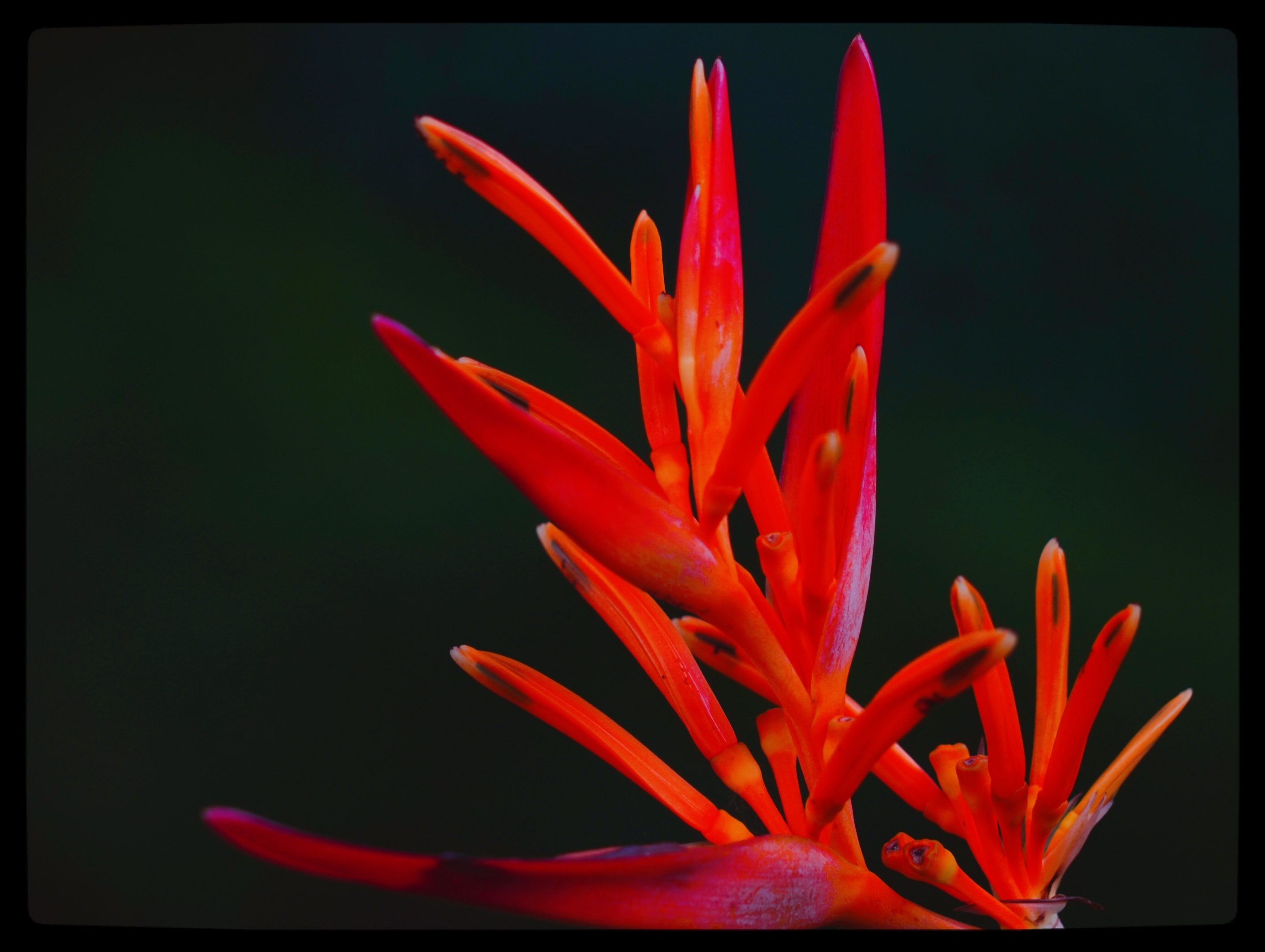 原创首发富贵鸟花
