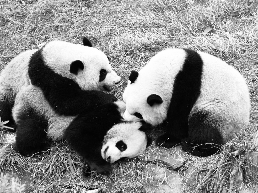 黑白色彩里的大熊猫宝宝们一样可爱!