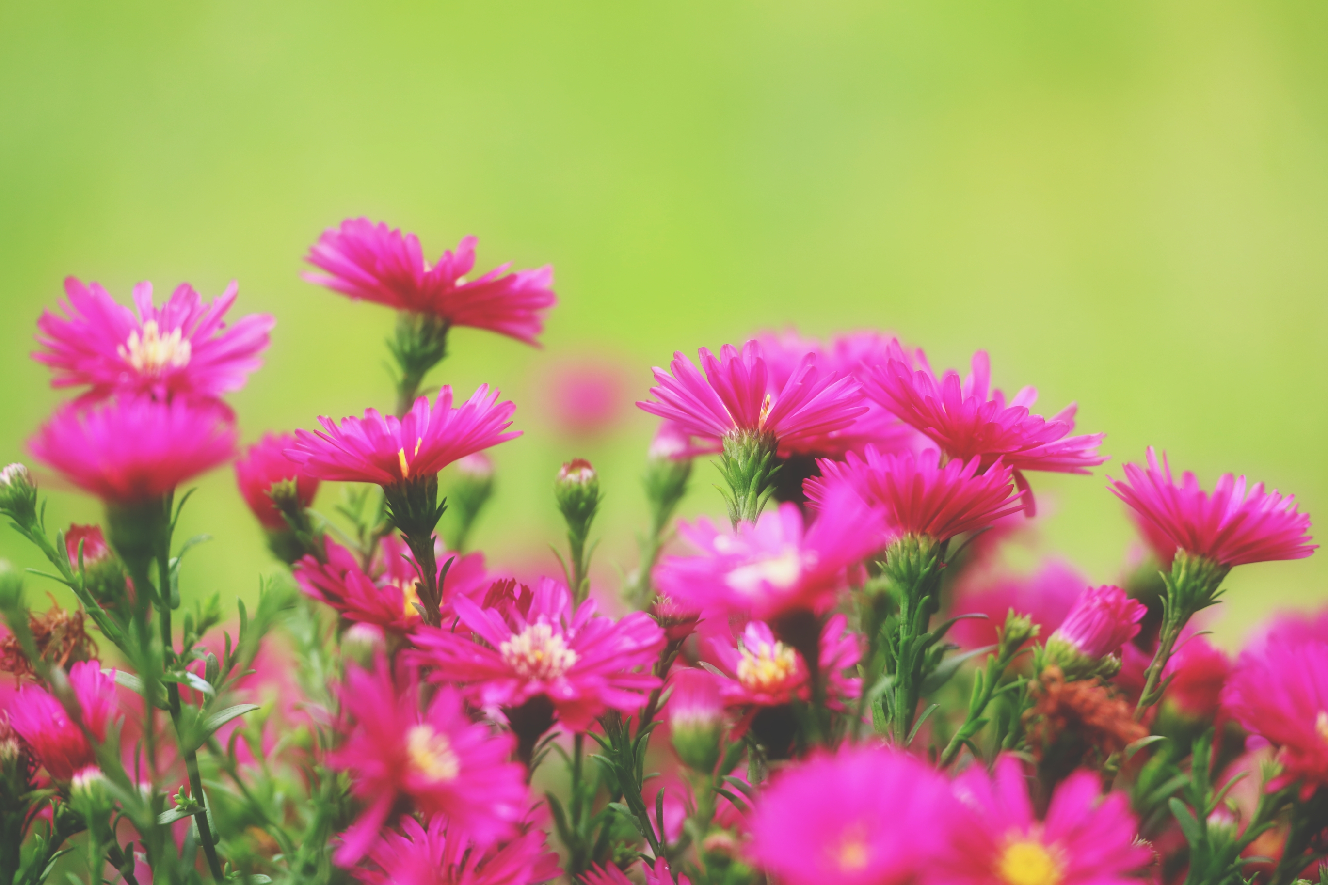 开在秋日的荷兰菊