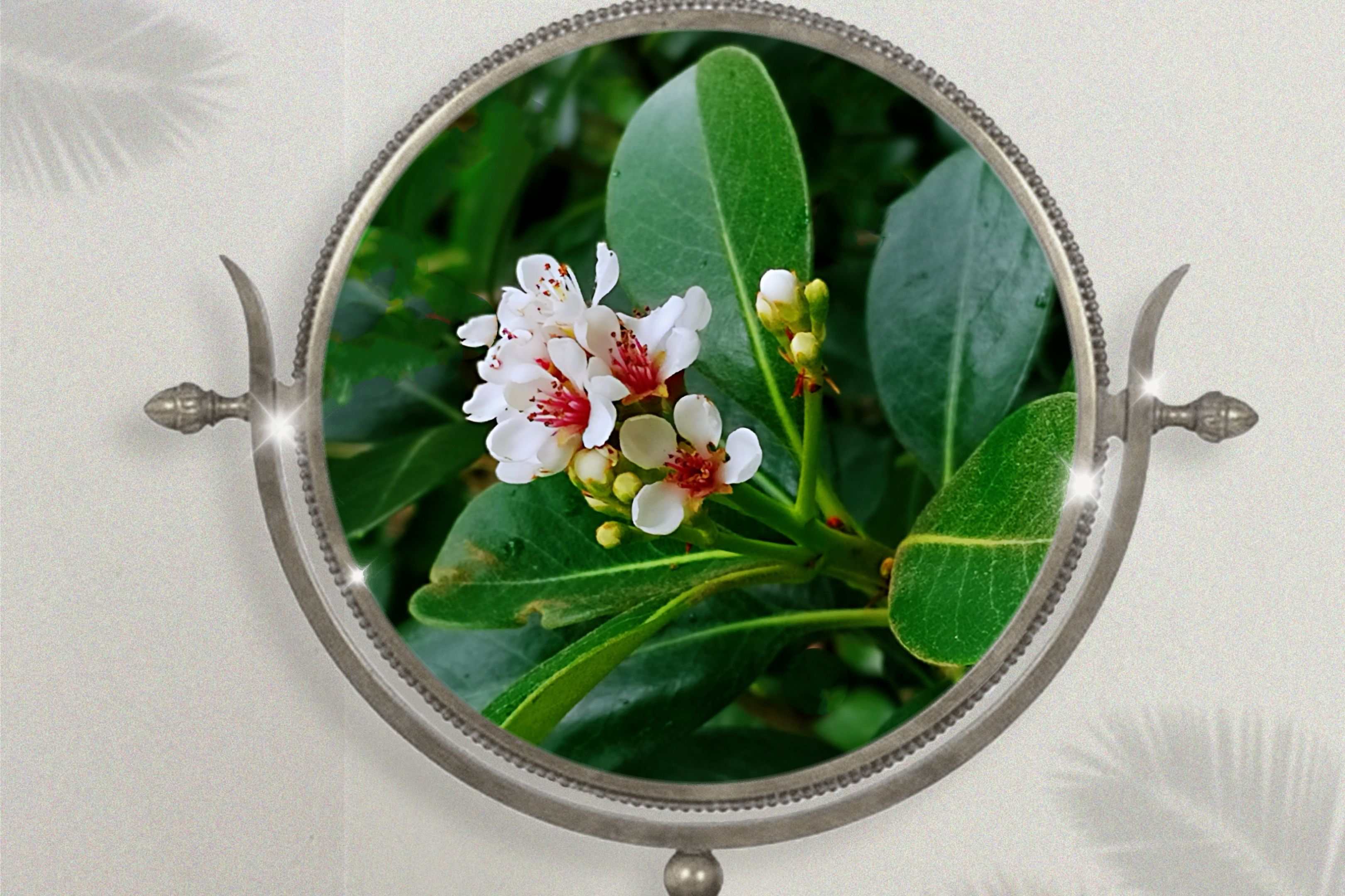 【原创首发】厚叶石斑木