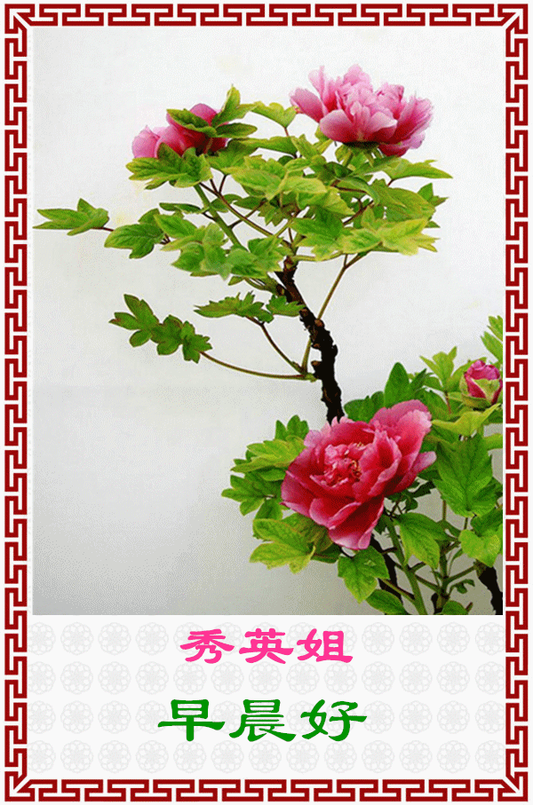 图片:牡丹花.背景音乐:牡丹花和放羊娃.演唱:云飞,郝亚青.