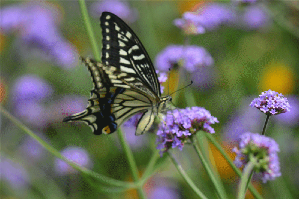 600_399gif 动态图 动图