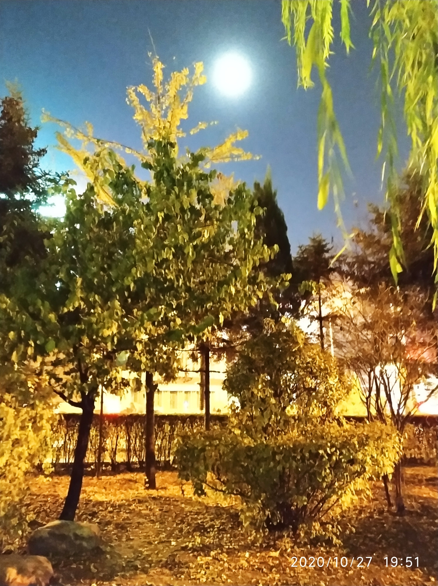 街心花园的小夜景