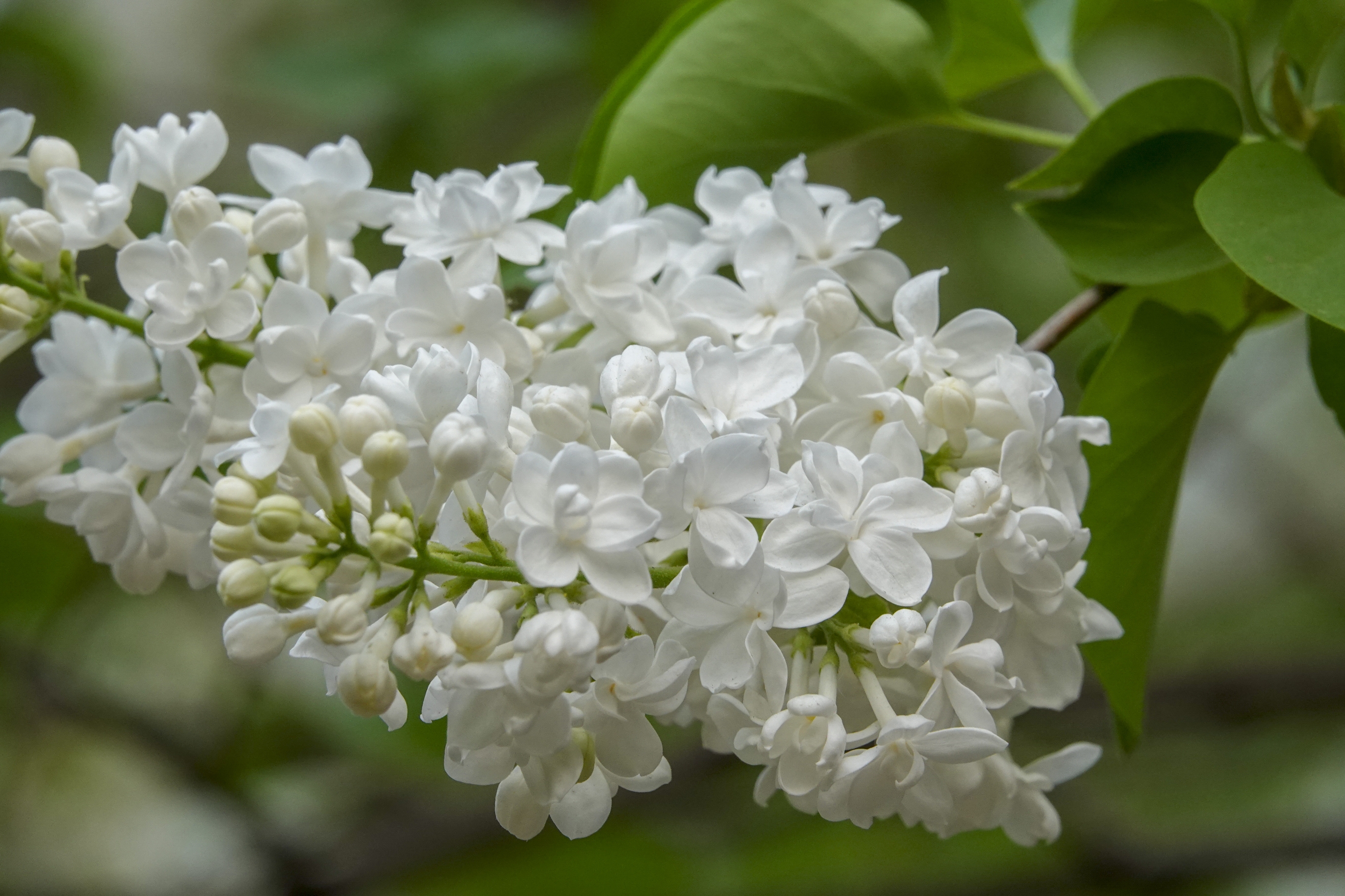 丁香花种类图片