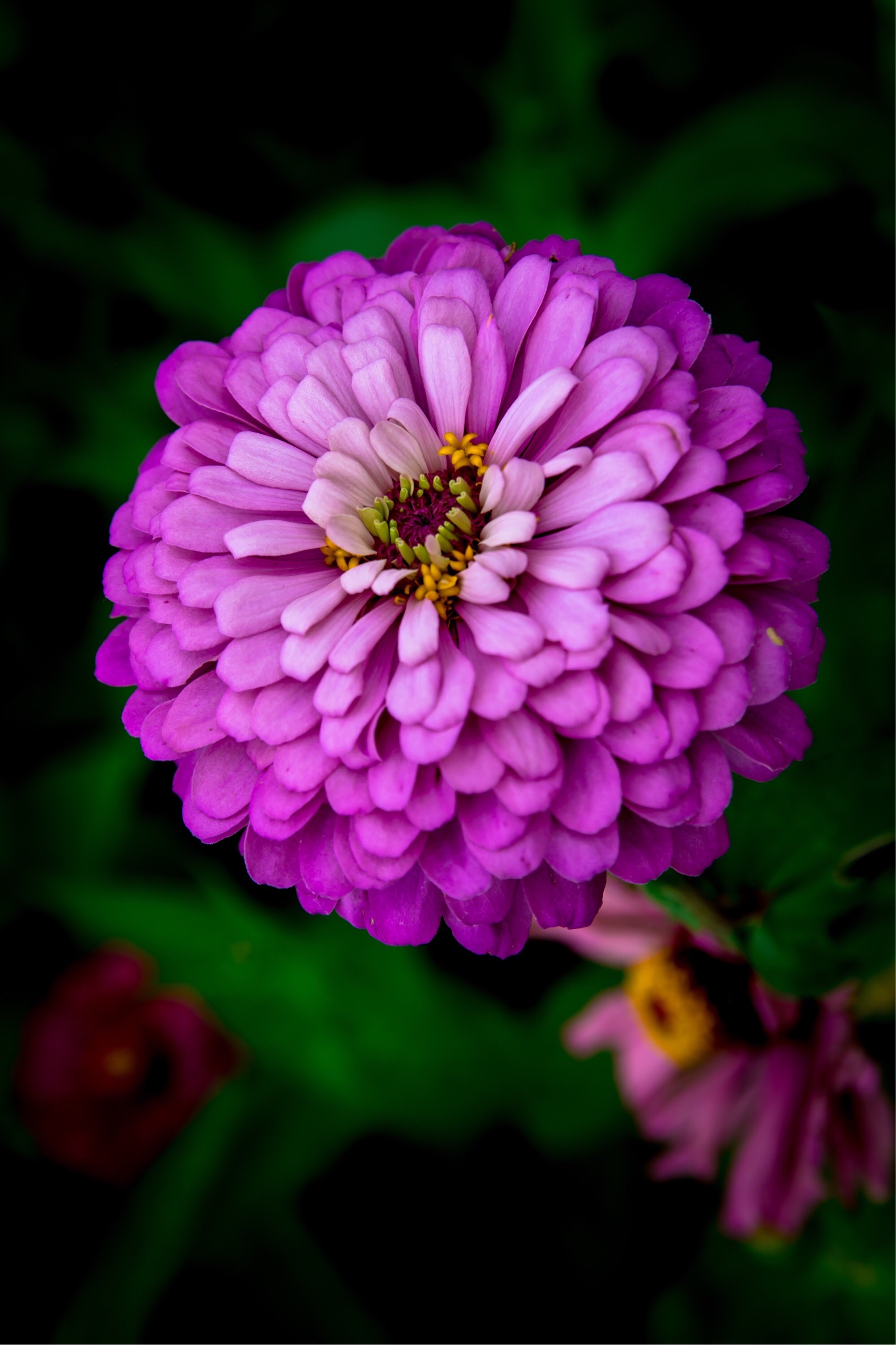 紫色的野菊花图片大全图片